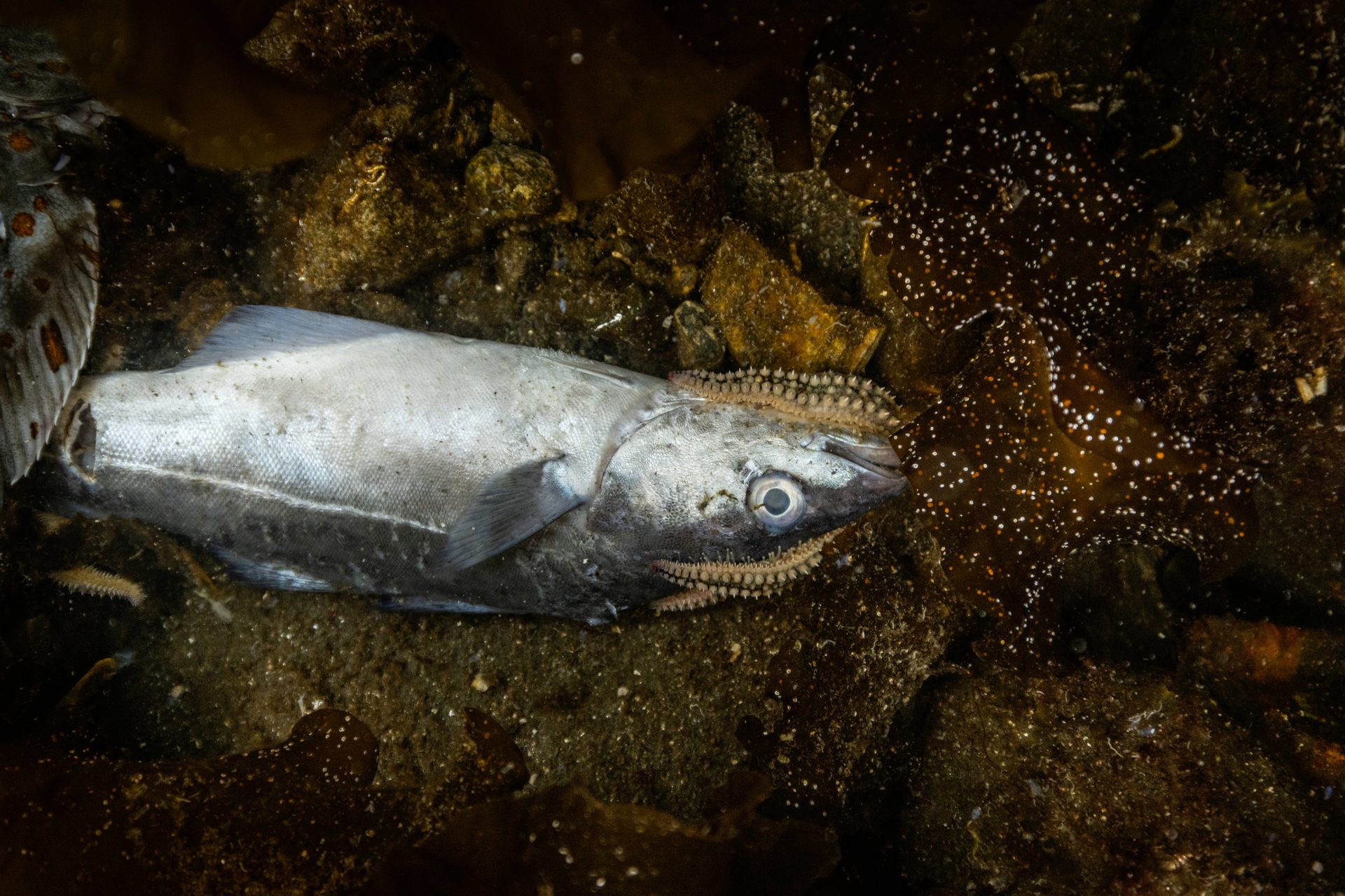 Fish