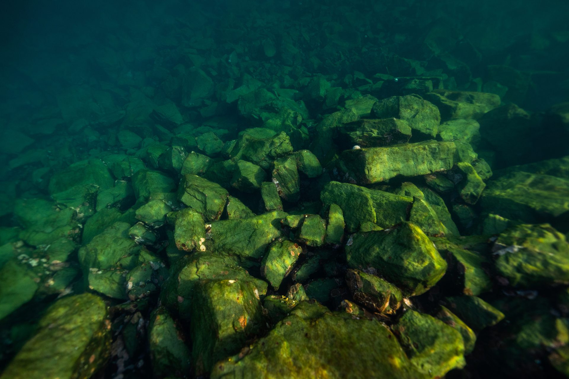 Aquatic plant, Marine biology, Water, Underwater, Fluid