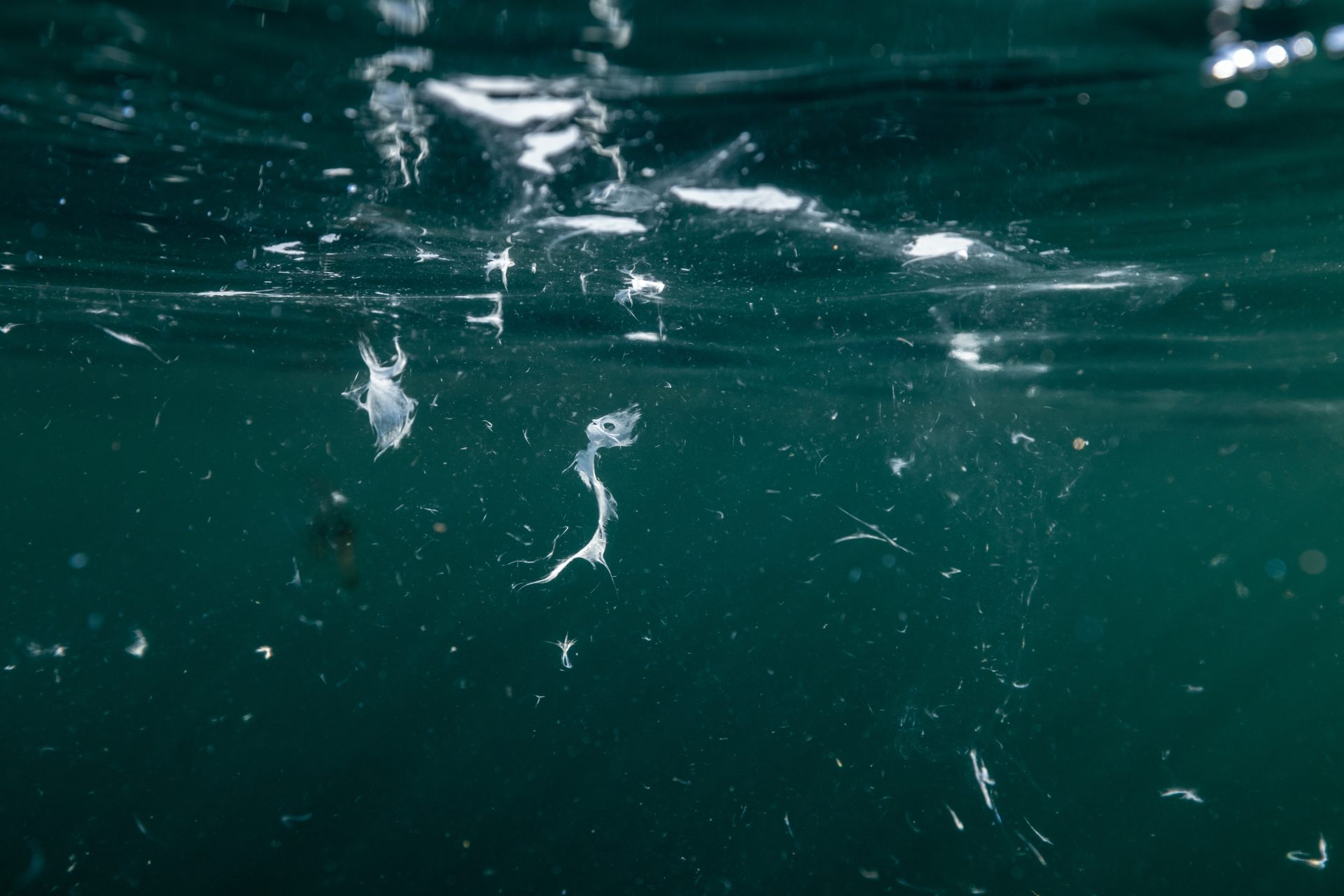 Water, Liquid, Vertebrate, Sky, Fluid, Underwater
