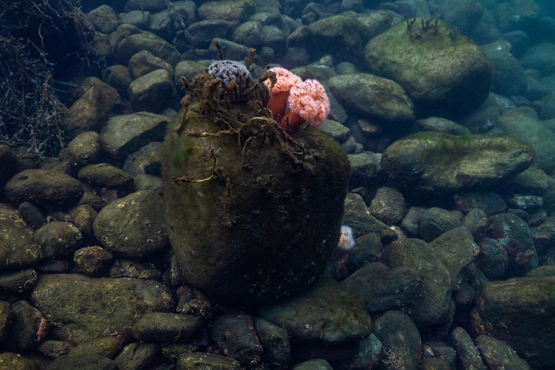 Coastal and oceanic landforms, Marine invertebrates, Water, Underwater