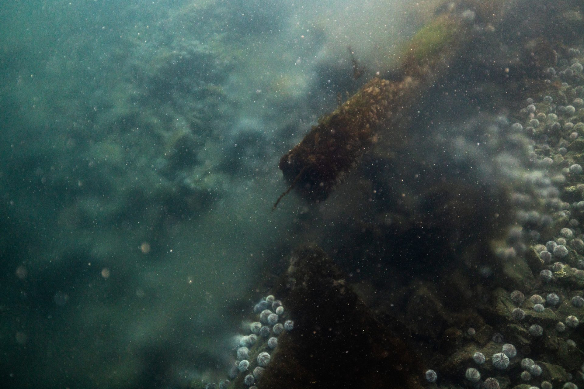 Water, Fluid, Organism, Underwater