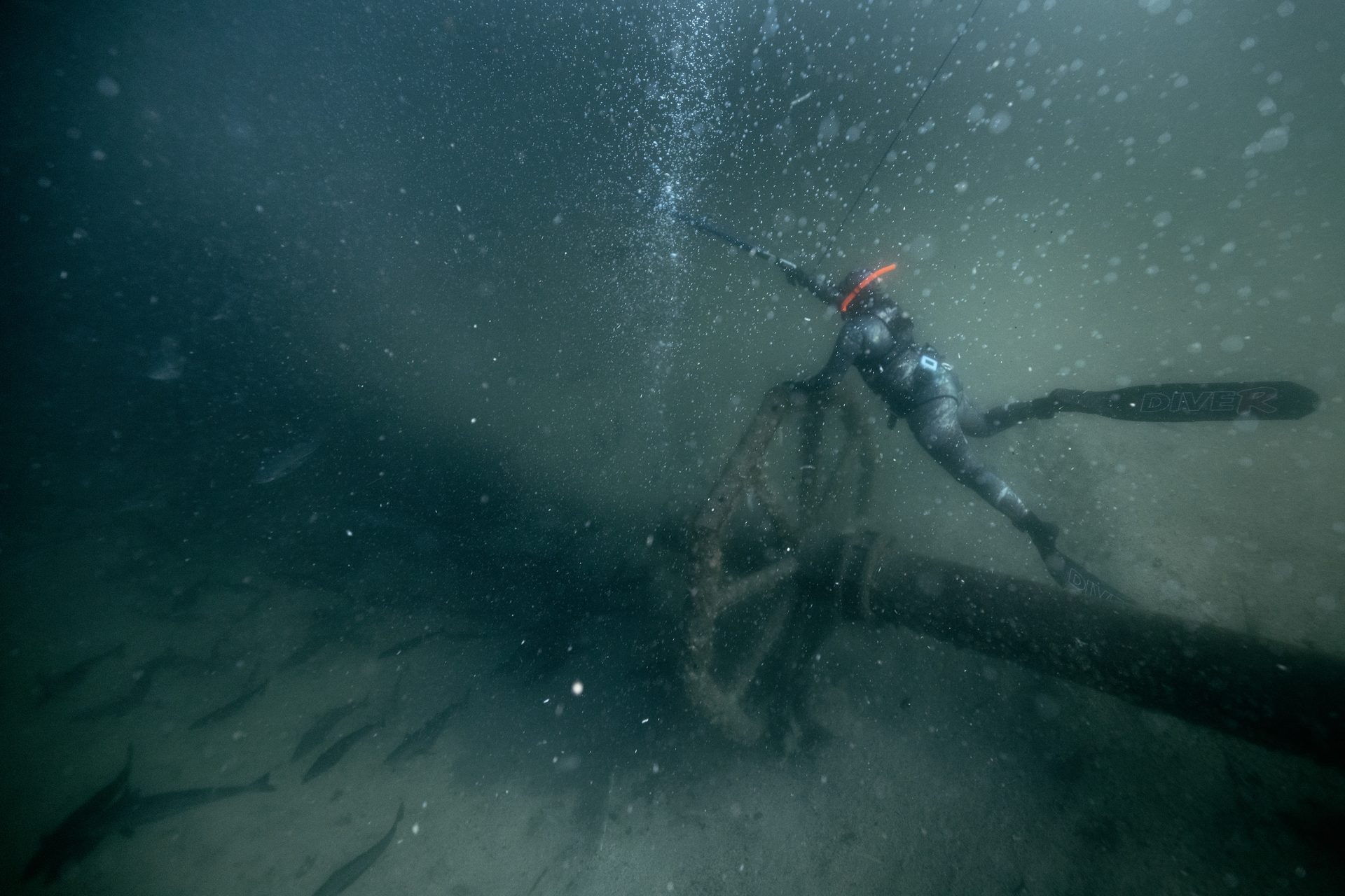 Underwater diving, Water, Fluid, Organism