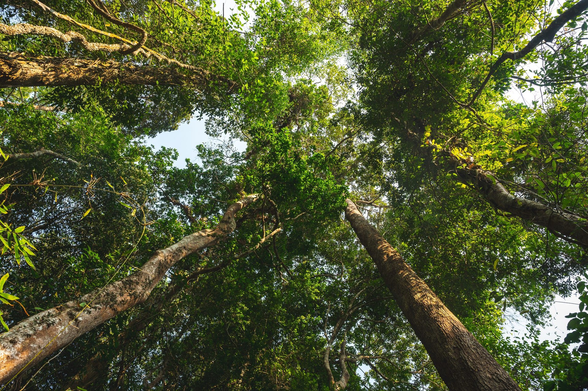 Natural environment, Leaf, Green, Nature, Branch, Vegetation, Wood, Ecoregion, Forest, Trunk