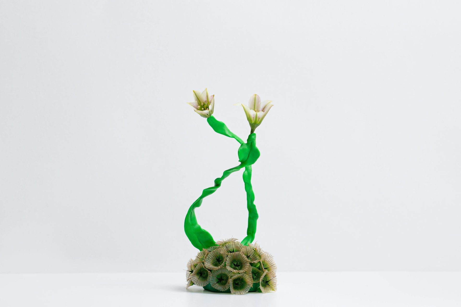 Creative arts, Terrestrial plant, Twig