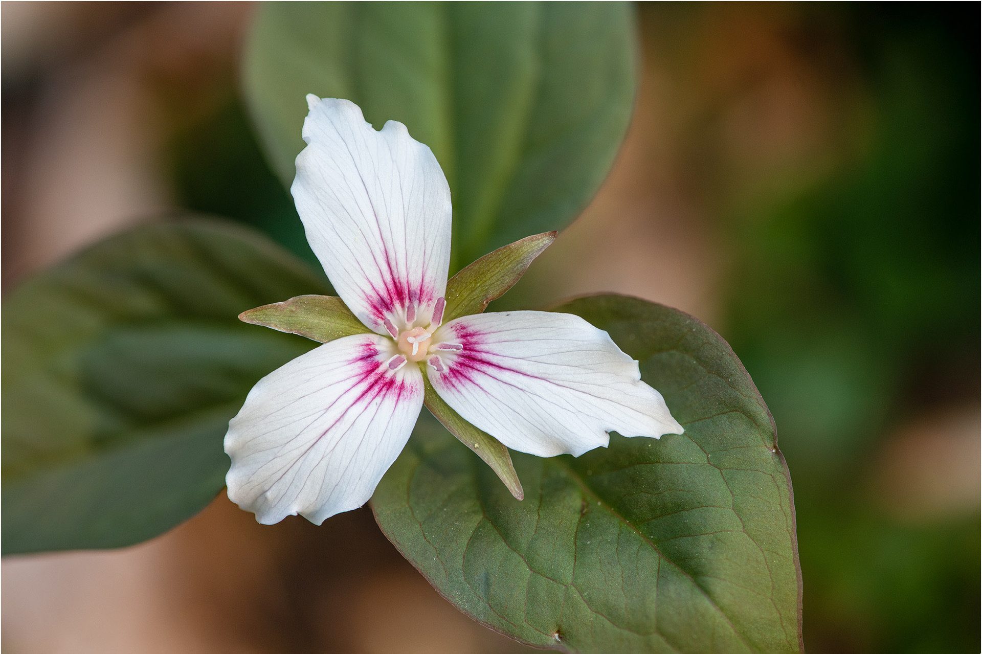 Flowering plant, Flower, Petal, Close-up, Pink