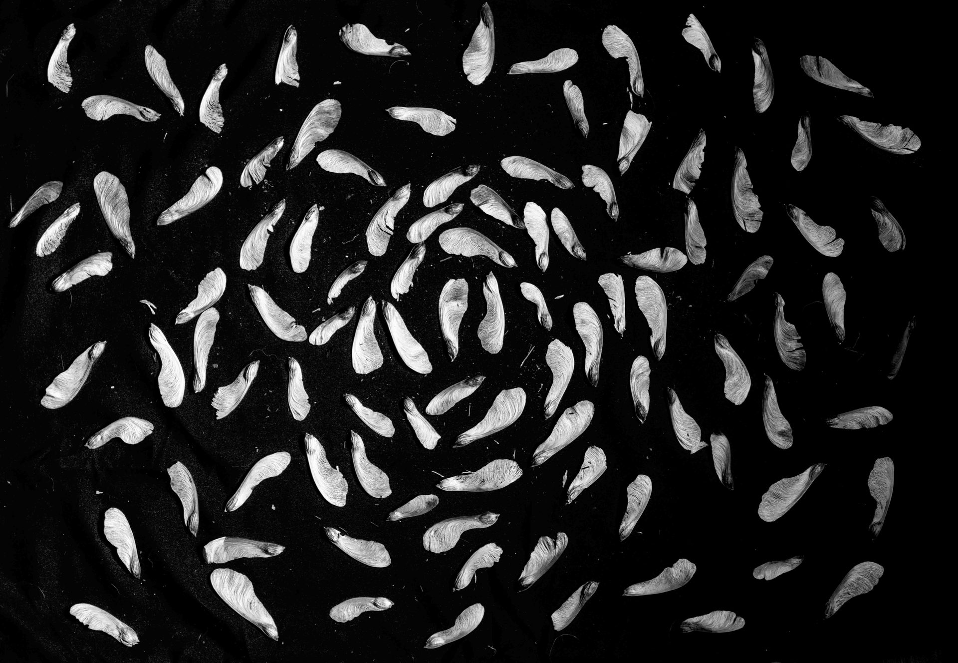 Black and white, Monochrome photography, Grey