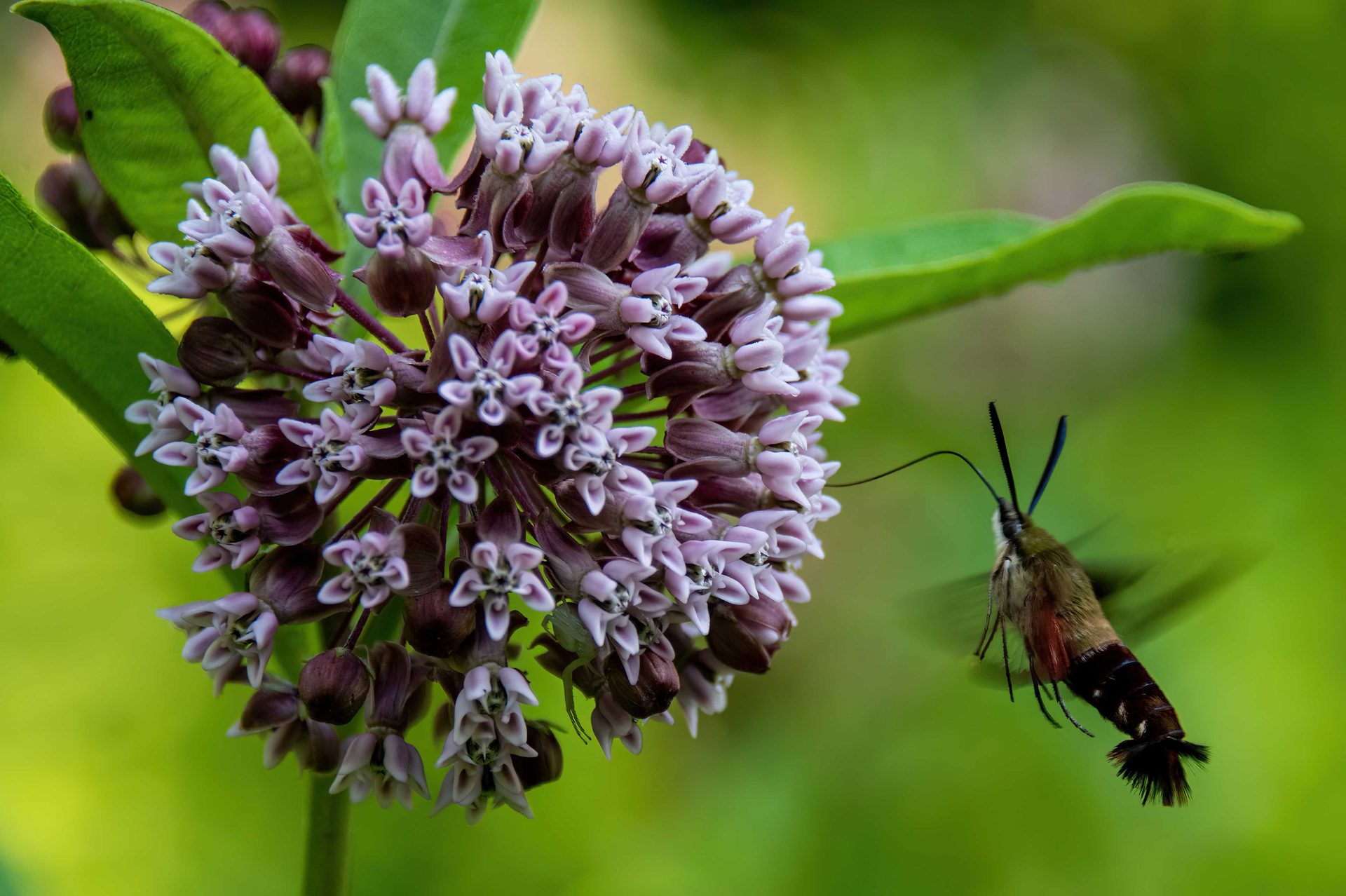 Flower, Insect, Pollinator, Green, Arthropod, Plants, Petal, Yellow, Butterfly, Lepidoptera