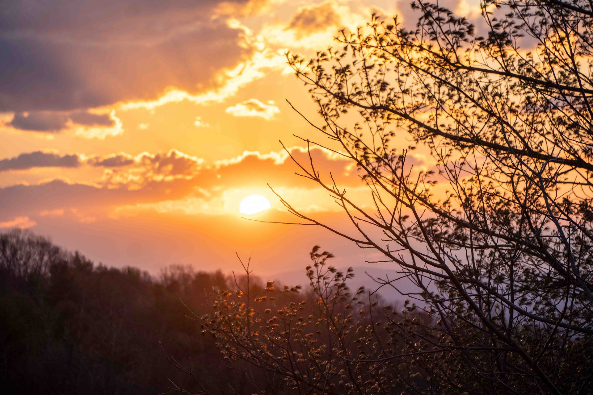 atmospheric phenomenon, Sun, Branch, Daytime, Nature, Orange, Yellow, Sunset, Afterglow, Dusk