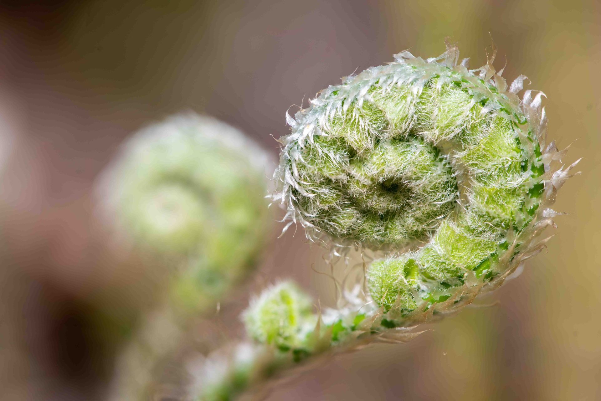 Fiddlehead fern, Close-up