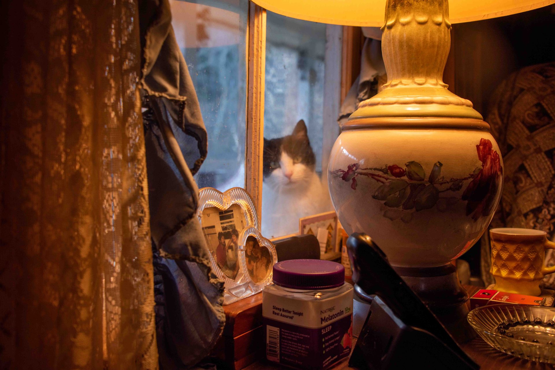 Interior design, Lighting, Felinae, Felidae, Cat, Serveware