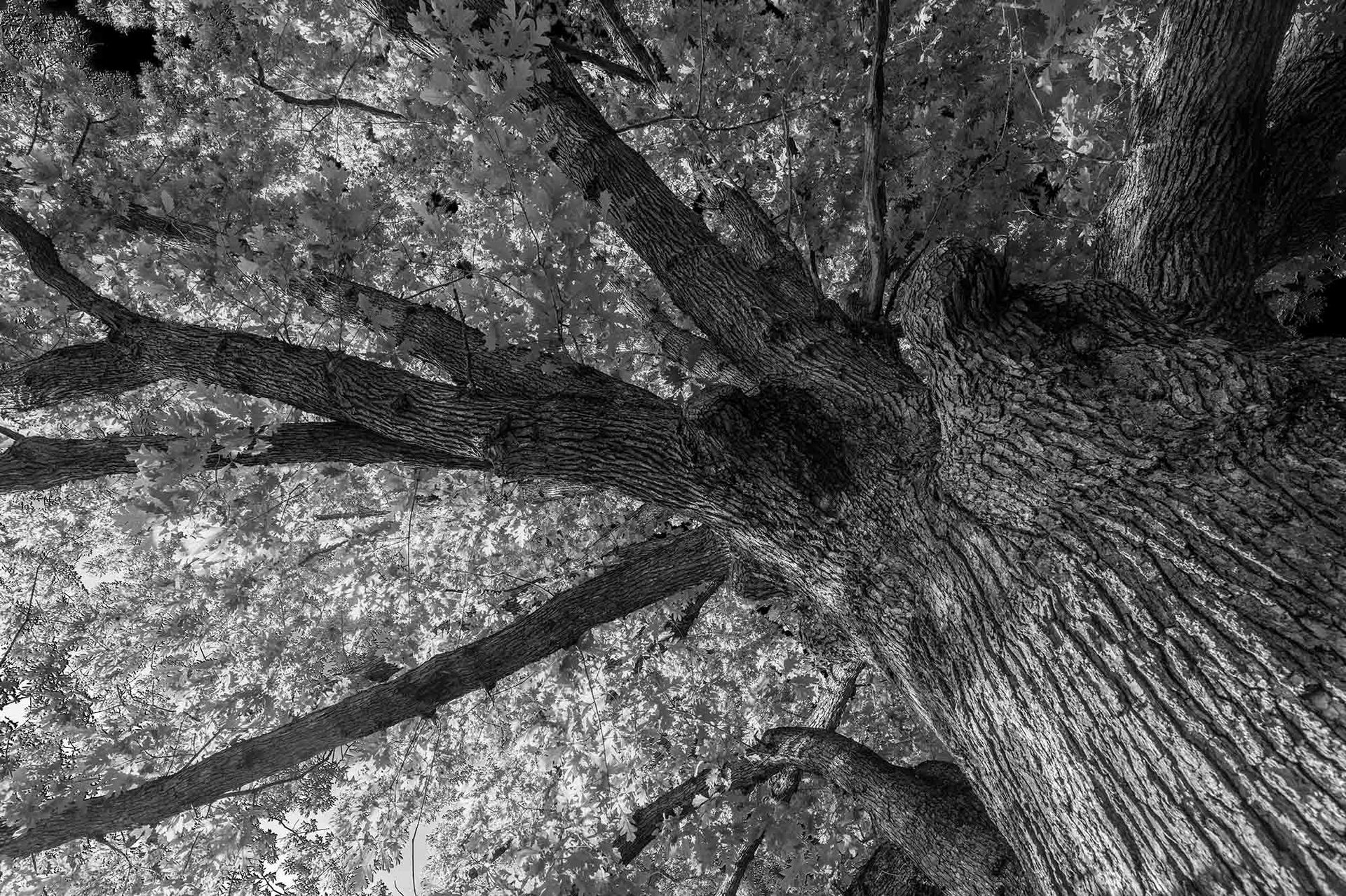 Black and white, Monochrome photography, Photograph, Branch, Wood, Trunk, Twig