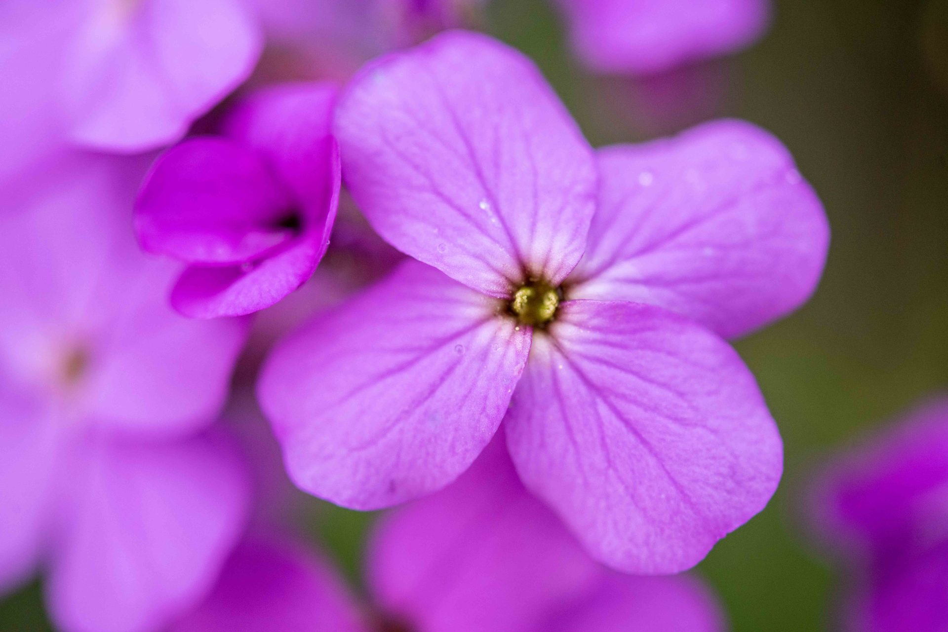 Flowering plant, Macro photography, Flower, Petal, Pink, Close-up, Purple