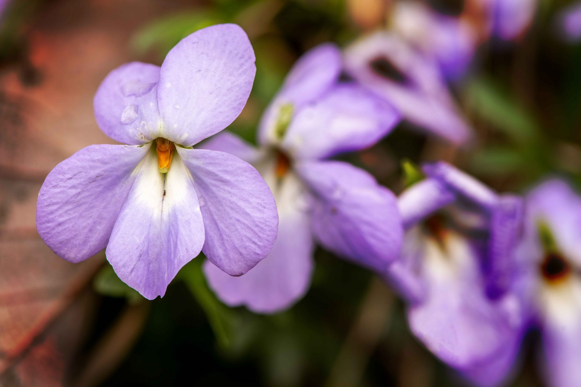 Flowering plant, Flower, Petal, Close-up, Purple
