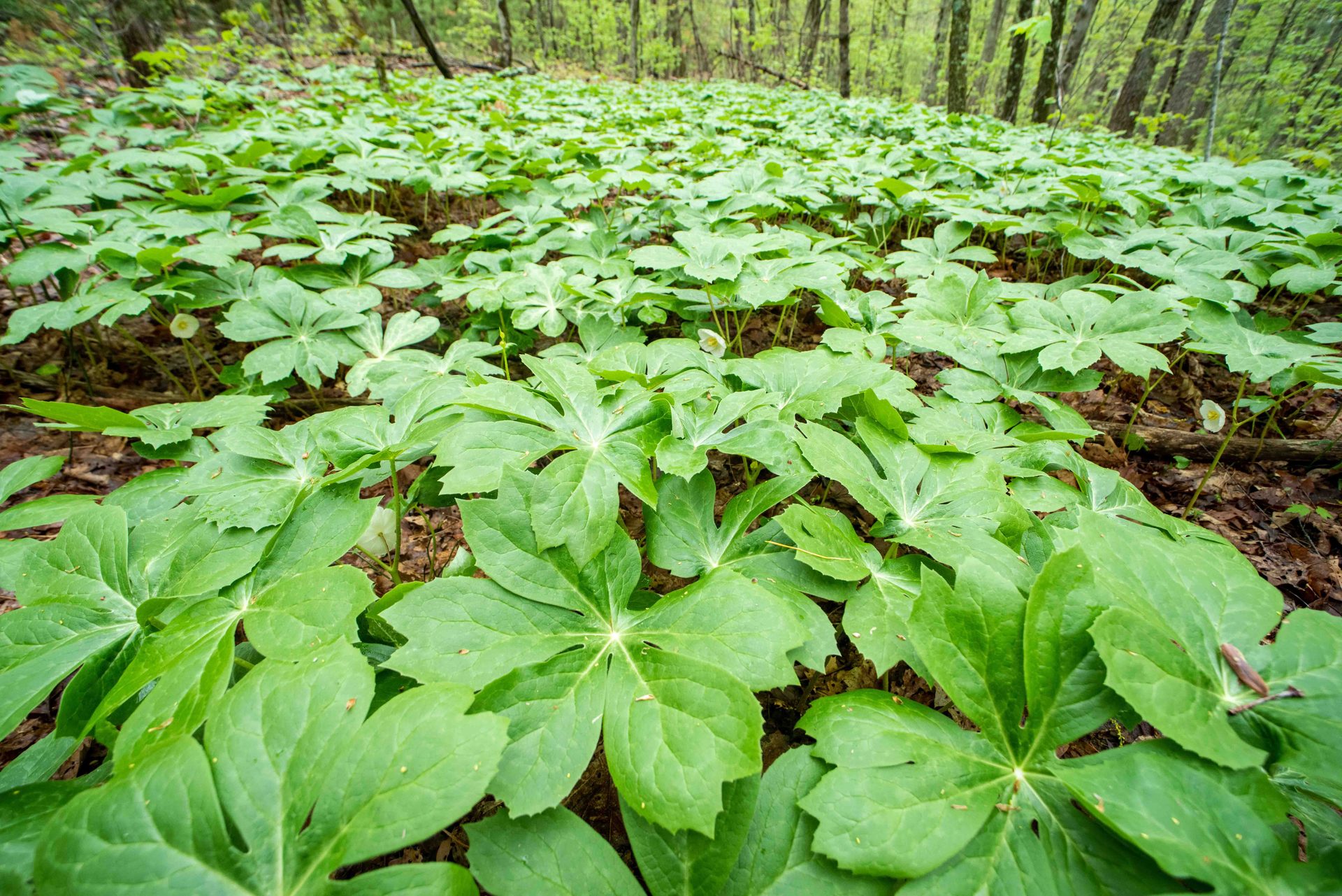 Groundcover