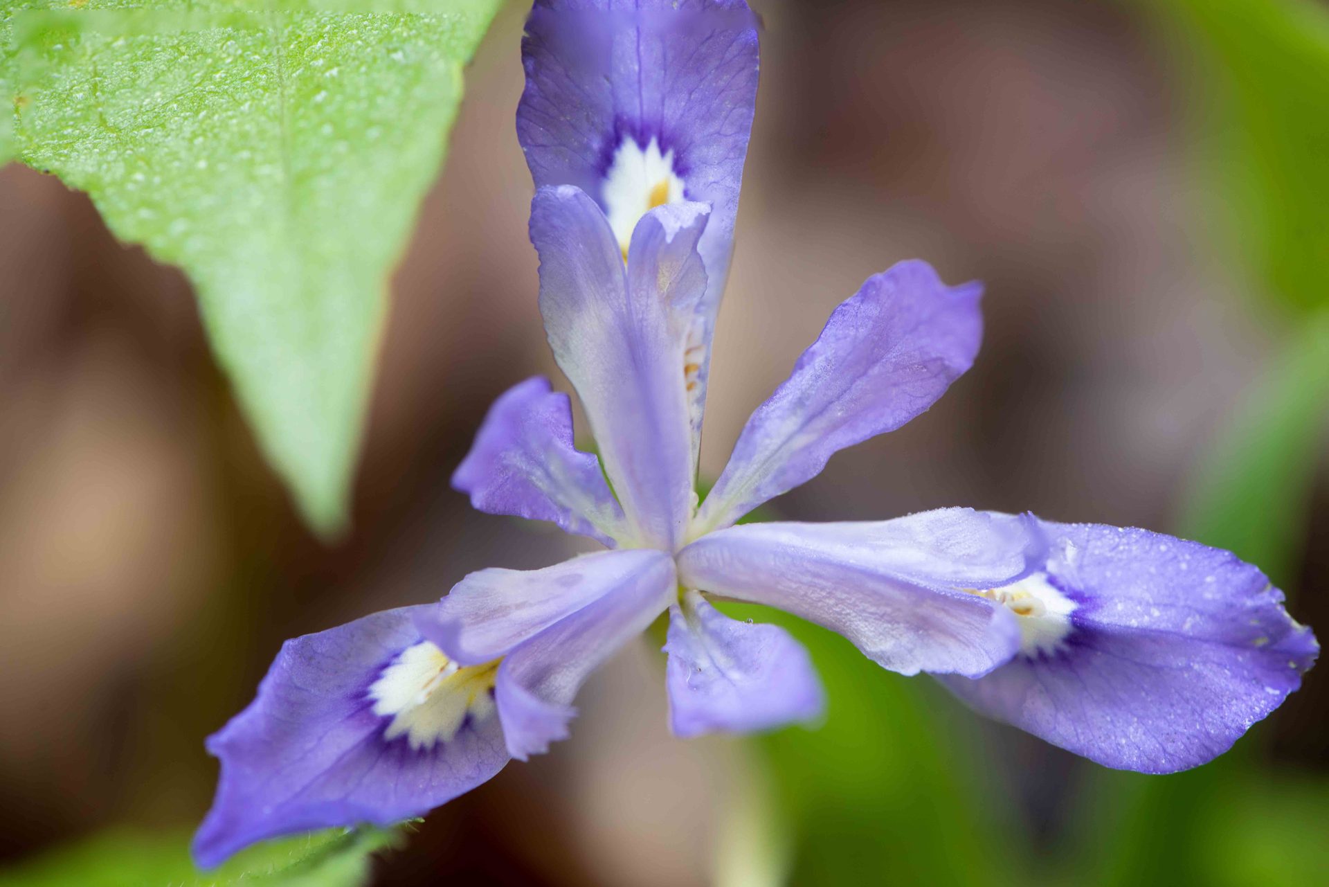 Flowering plant, Flower, Petal, Yellow, Close-up, Purple, Pink, Wildflower