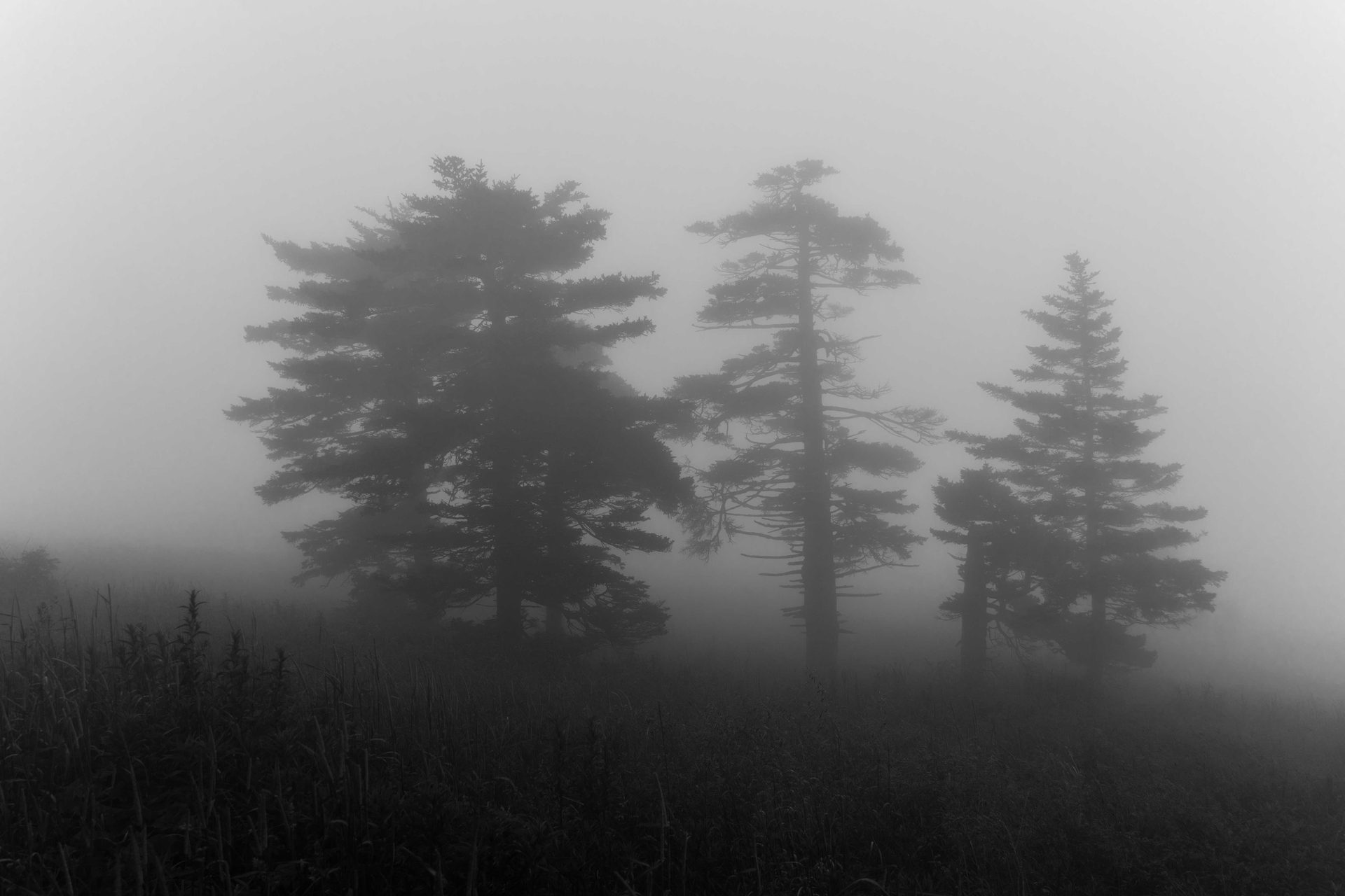 Black and white, atmospheric phenomenon, Monochrome photography, Spruce-fir forests, Woody plant, Fog, Mist, Forest, Haze, Grey