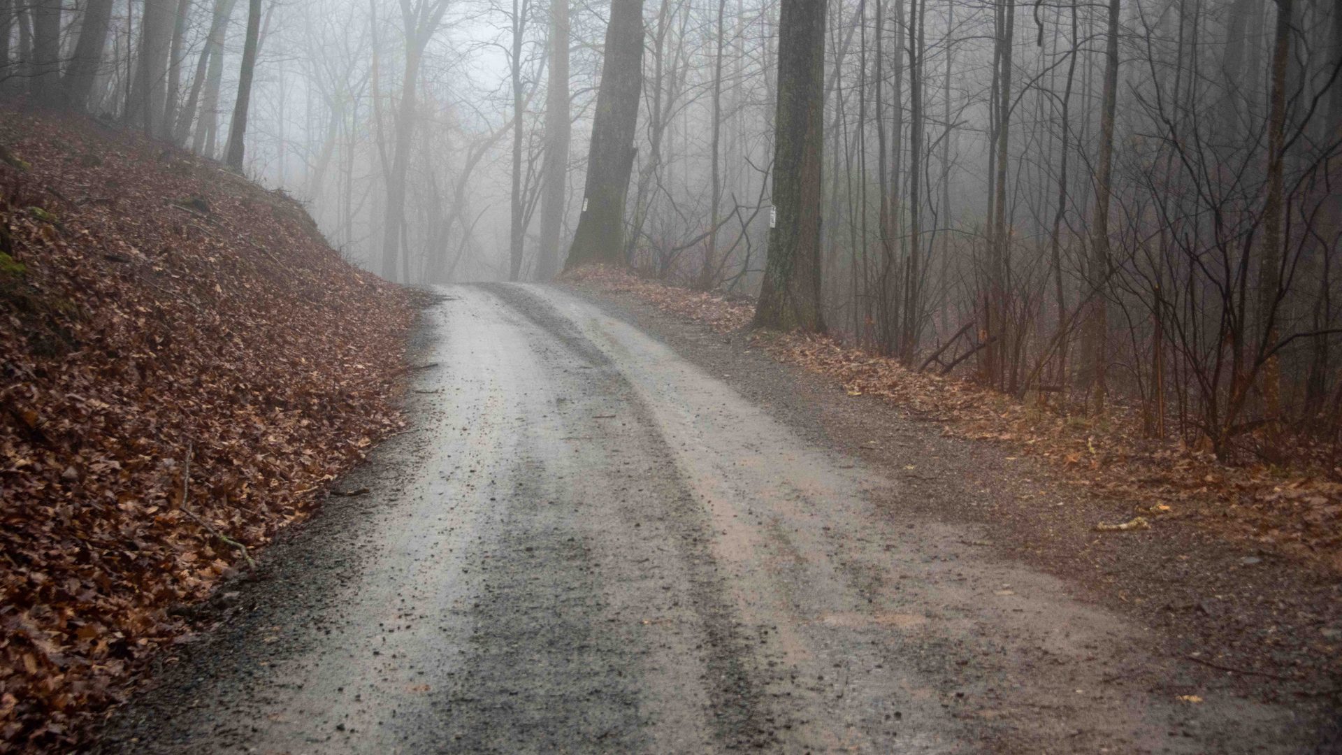 atmospheric phenomenon, Natural landscape, Road, Wood, Forest, Brown, Fog, Trail, Mist, Woodland