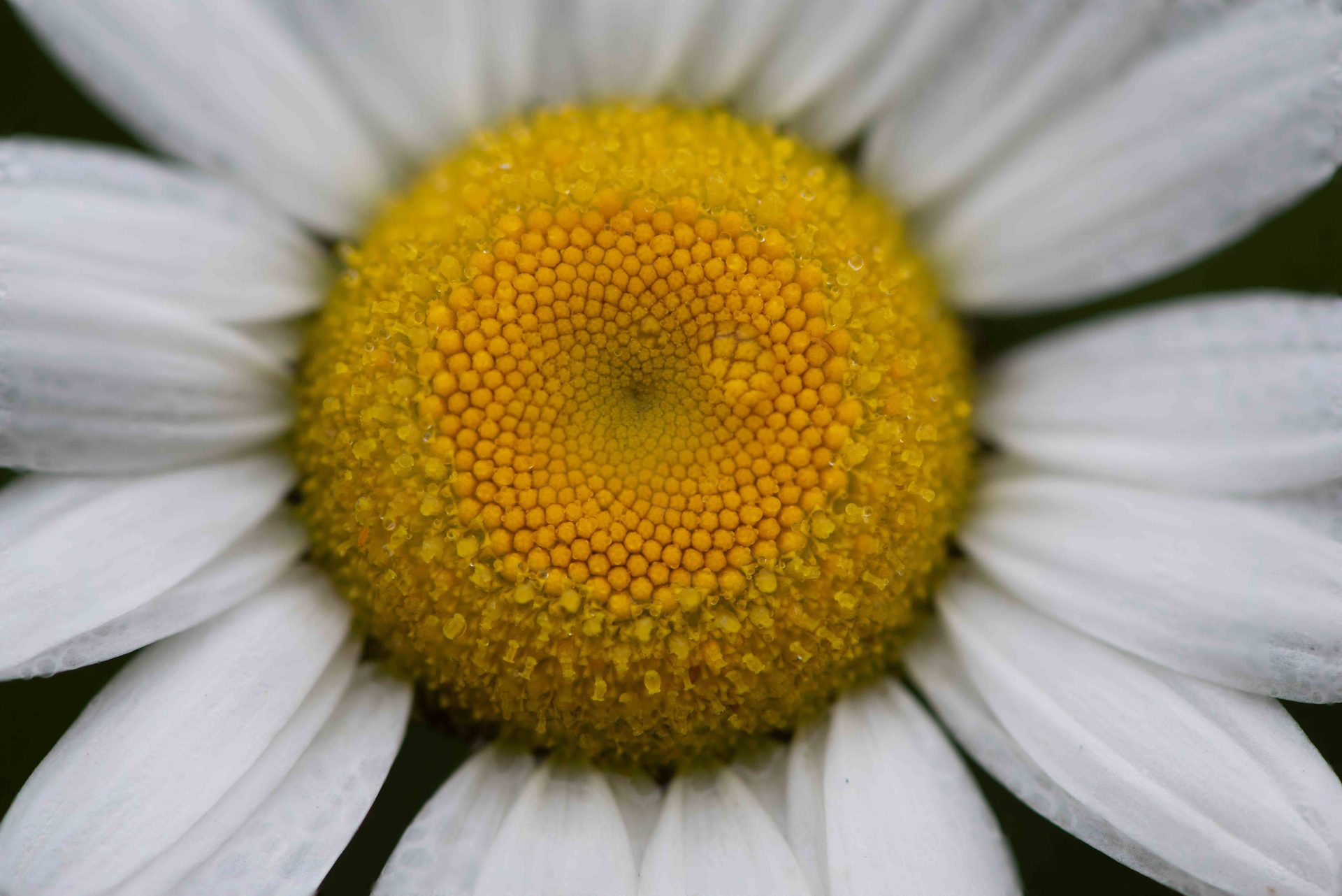 Roman chamomile, Oxeye daisy, Flower, Petal, Yellow, Close-up