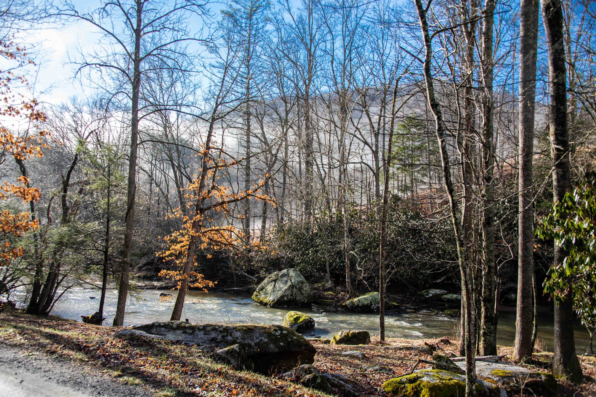 Natural environment, Leaf, Branch, Tree, Nature, Wood, Rock, Forest, Wilderness