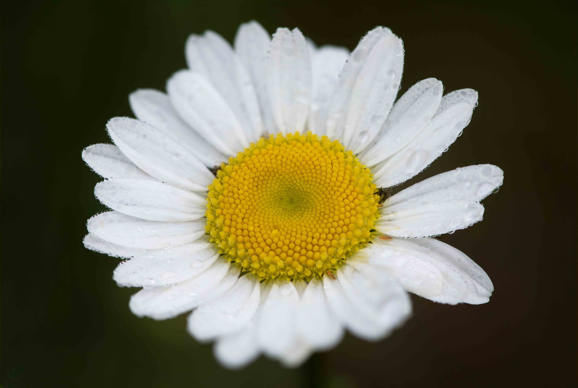 Roman chamomile, Flowering plant, Oxeye daisy, Flower, Petal, Yellow, White, Close-up, Pollen