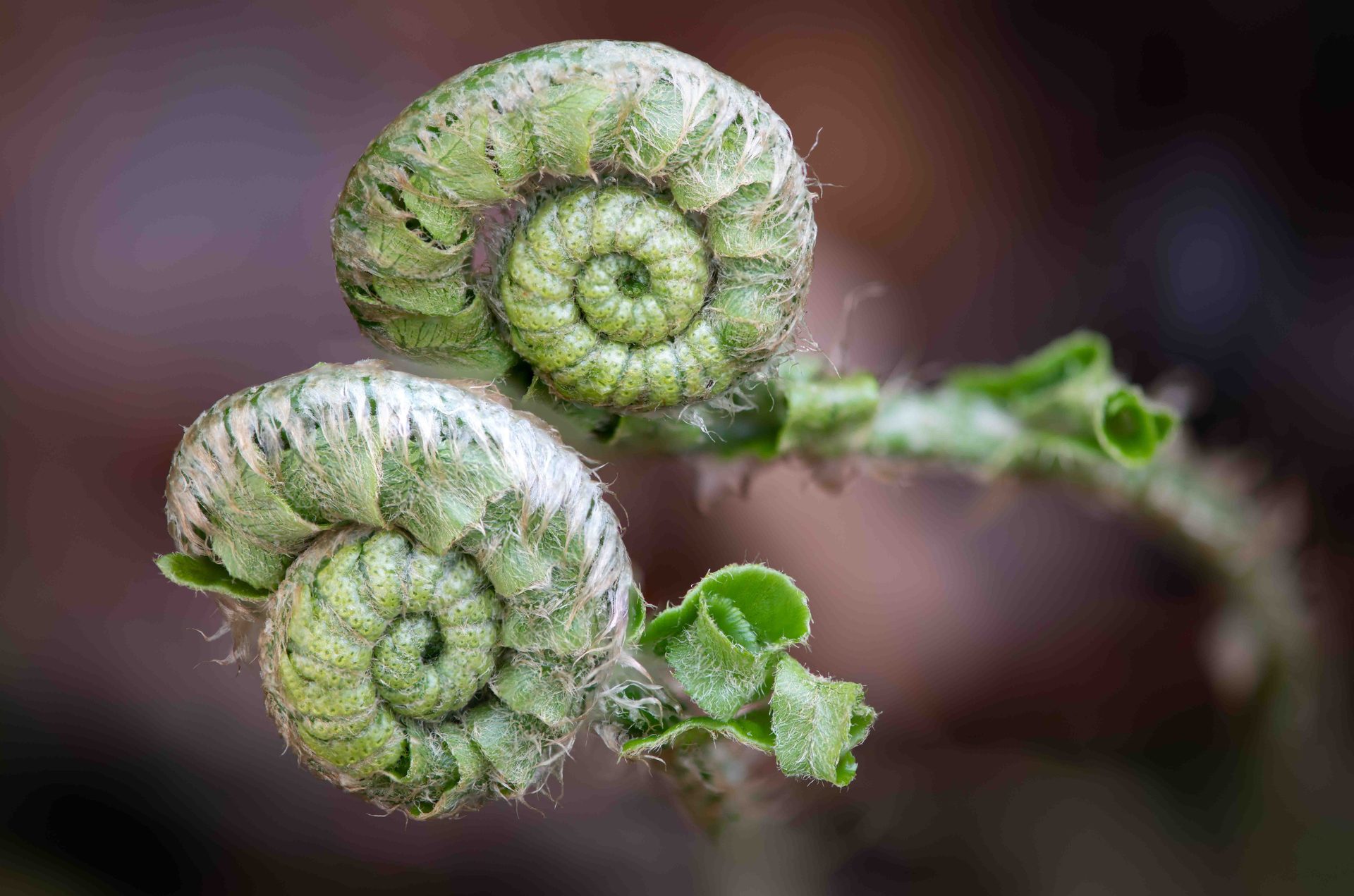 Fiddlehead fern, Macro photography, Spiral, Close-up