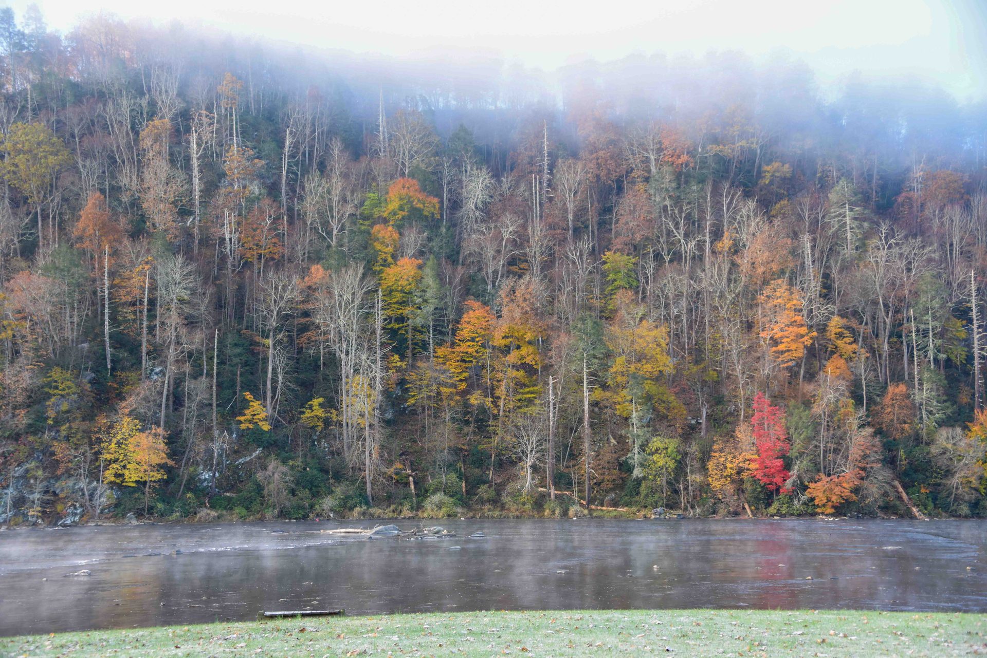 Natural environment, atmospheric phenomenon, Spruce-fir forests, Nature, Leaf, Tree, Vegetation, Forest, Autumn, Bank
