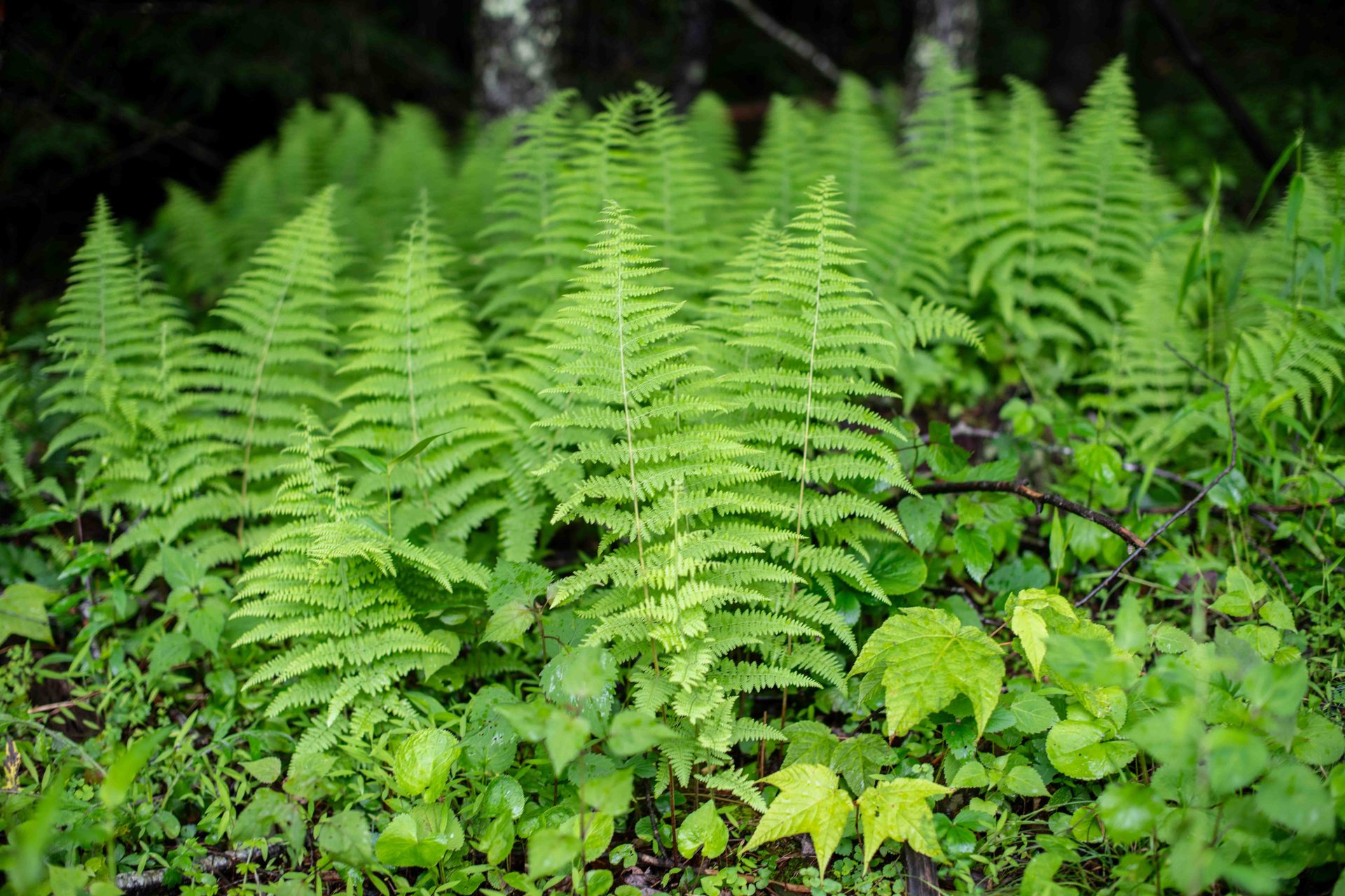 Ostrich Fern, Green, Leaf, Vegetation, Pteridophytes, Forest, Groundcover, Jungle