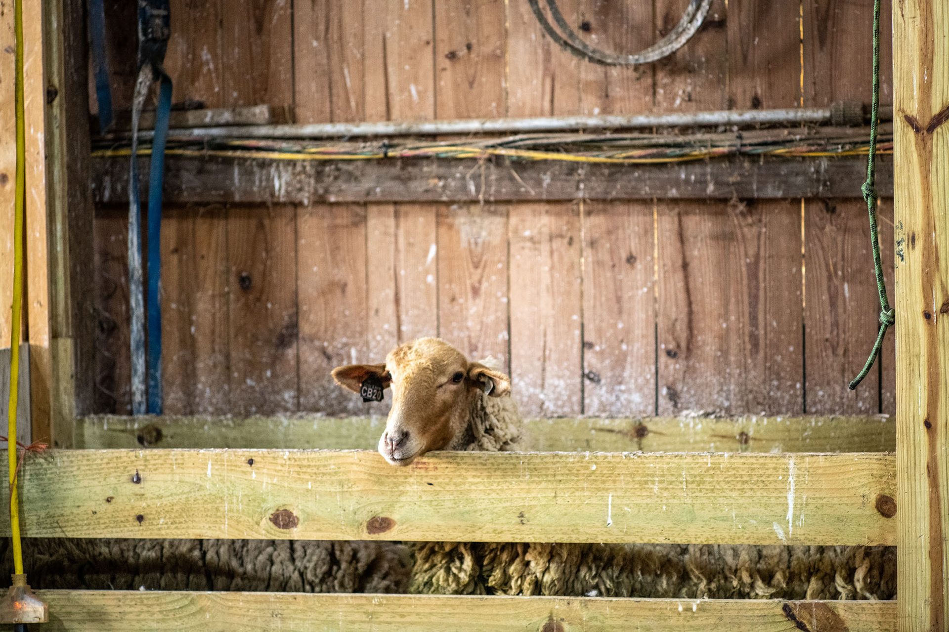 Terrestrial animal, Wood, Snout, Hardwood, Plank