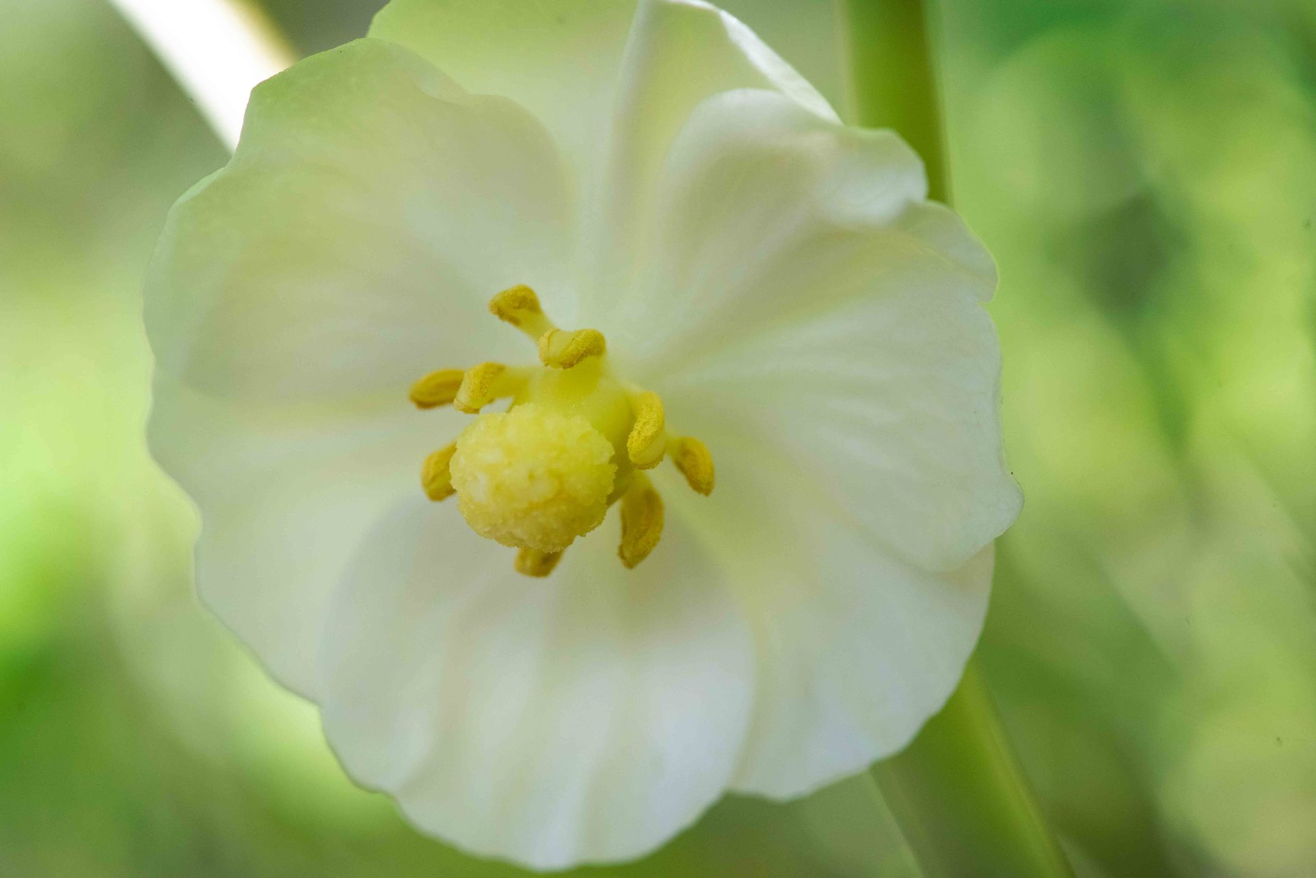 Flowering plant, Flower, Yellow, Petal, Close-up, Pollen