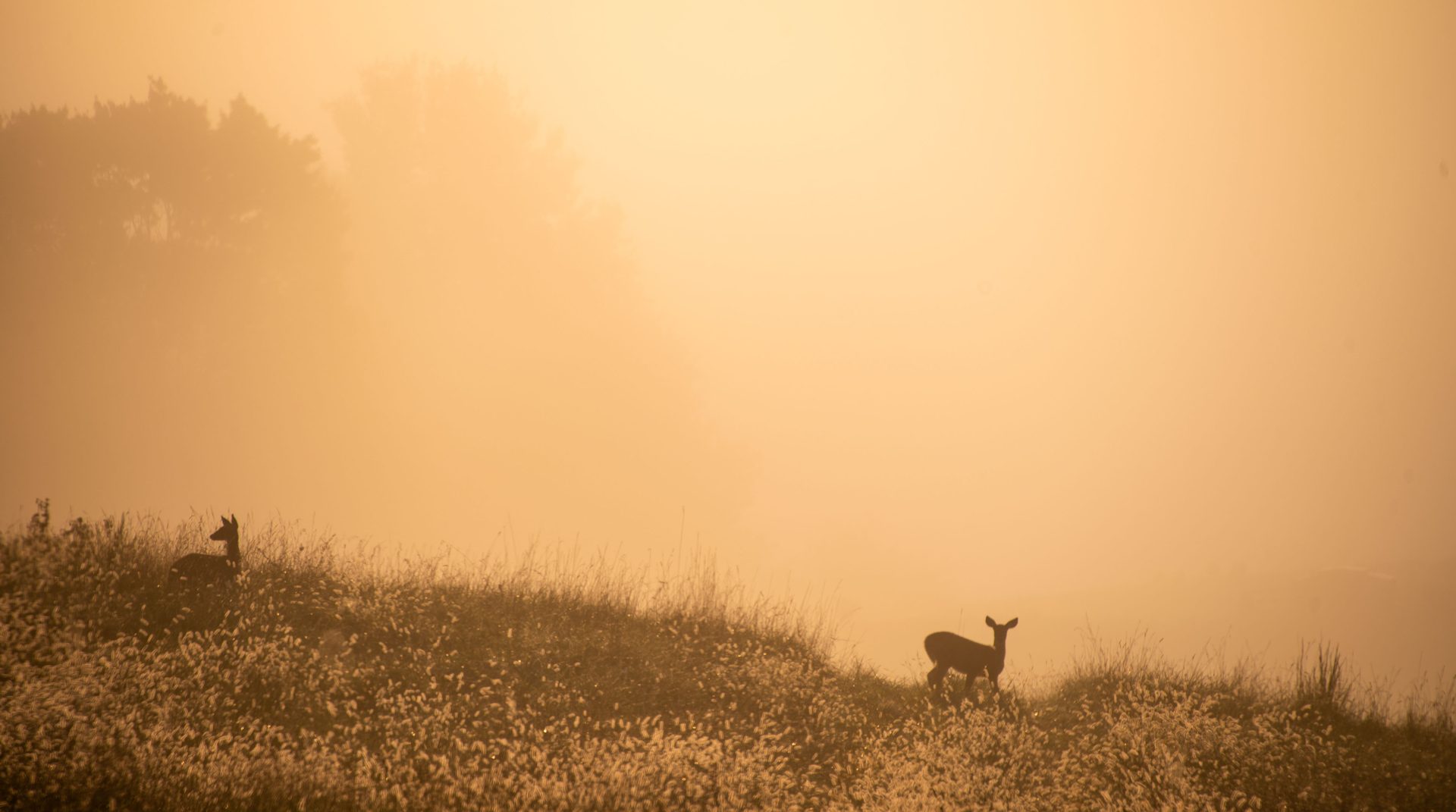 atmospheric phenomenon, Ecoregion, Mist, Fog, Deer, Sunrise, Morning, Savanna, Haze, Sunlight