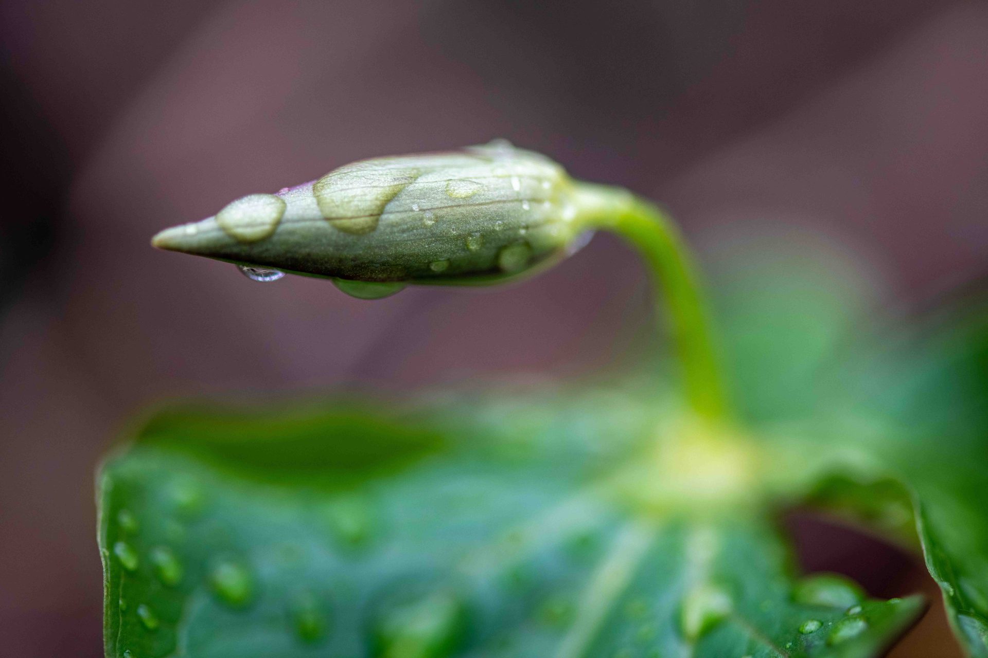 Macro photography, Green, Leaf, Moisture, Dew, Liquid, Close-up, Drop