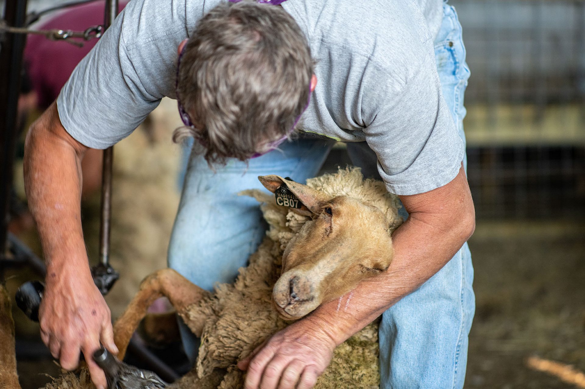 Sheep shearer, Ovis