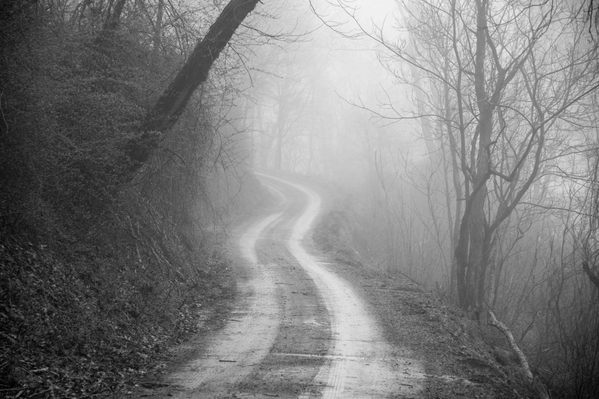 atmospheric phenomenon, Monochrome photography, Natural landscape, Photograph, Nature, White, Wood, Fog, Road, Mist