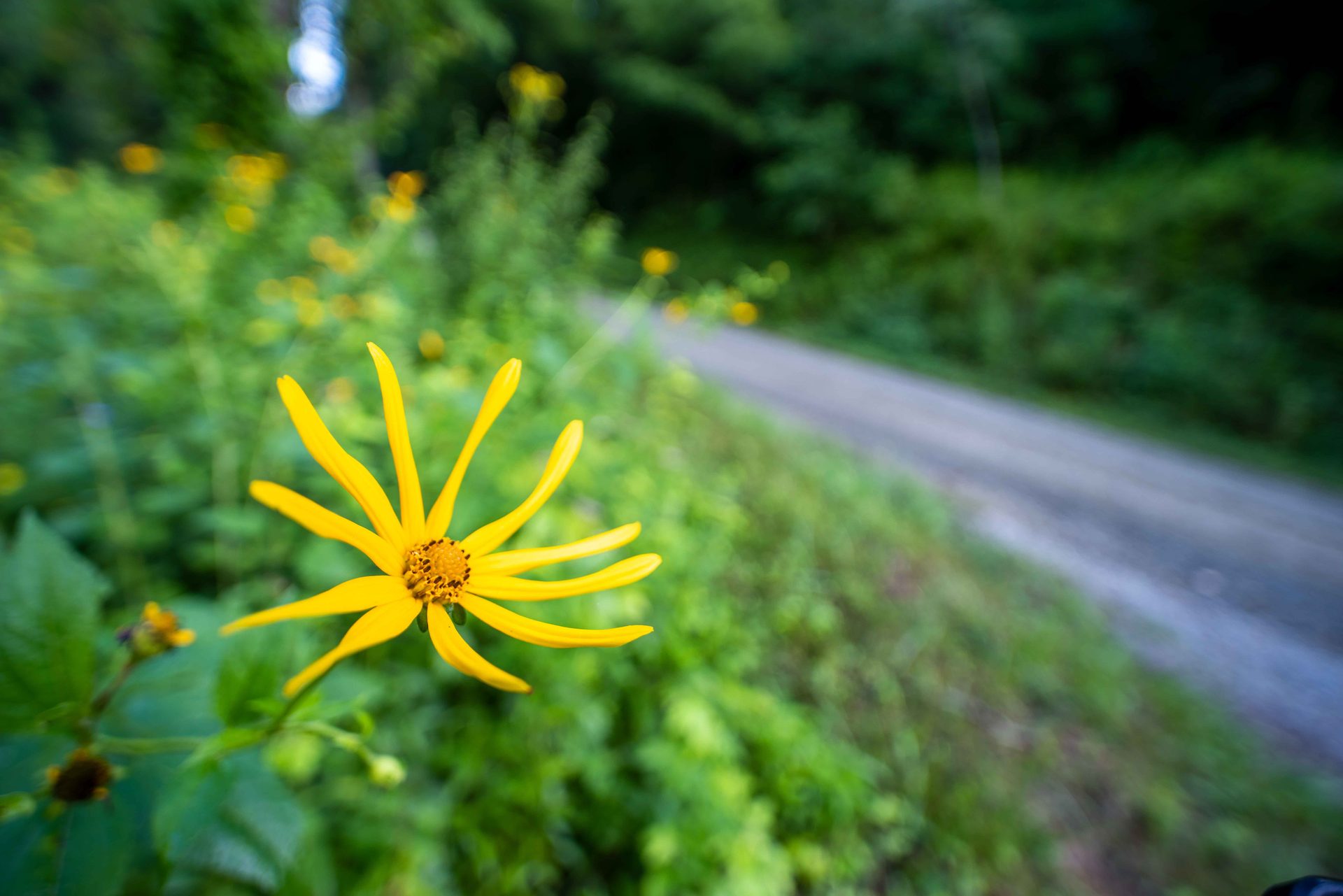 Flower, Yellow, Green, Petal, Wildflower