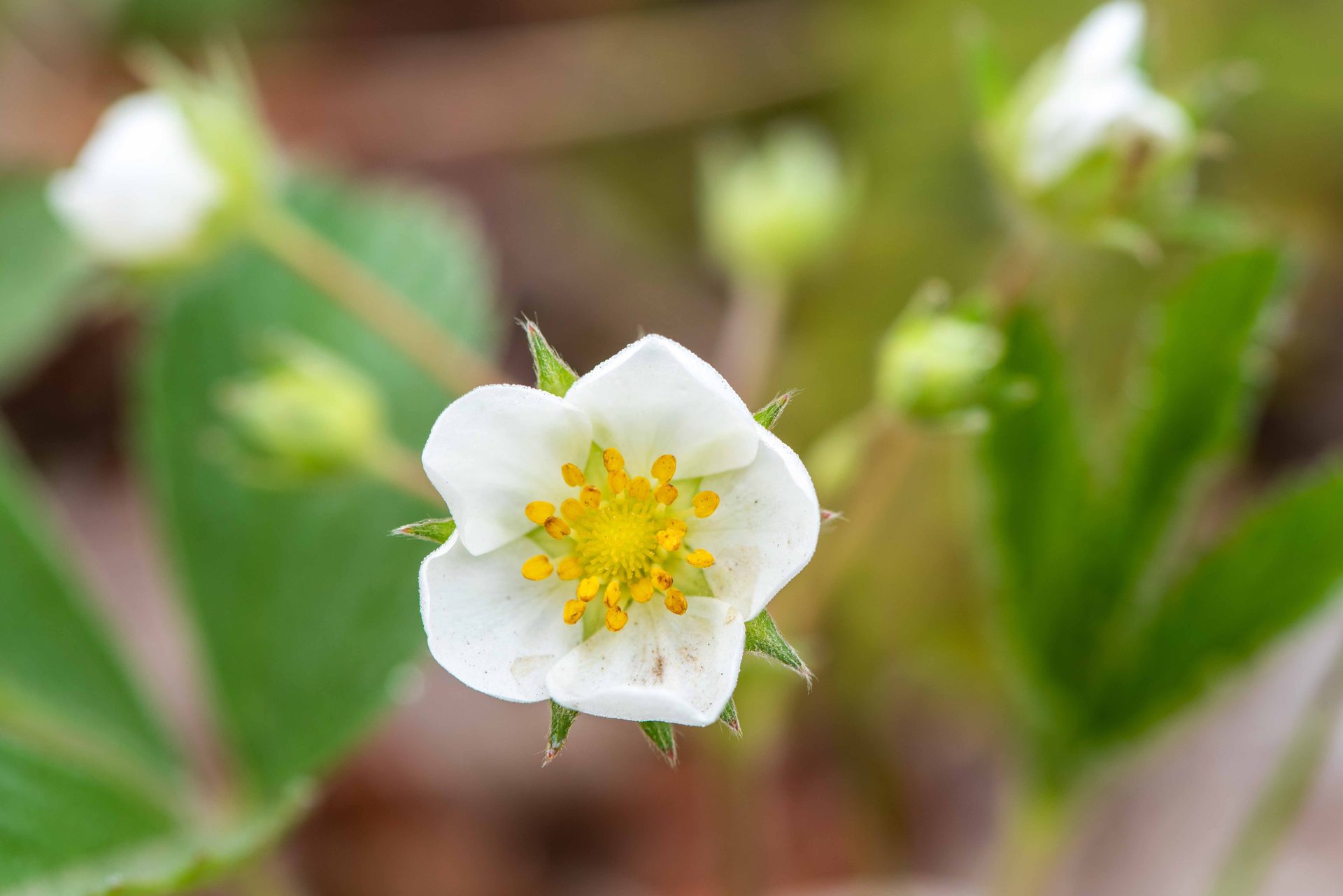 Flower, Petal, Close-up