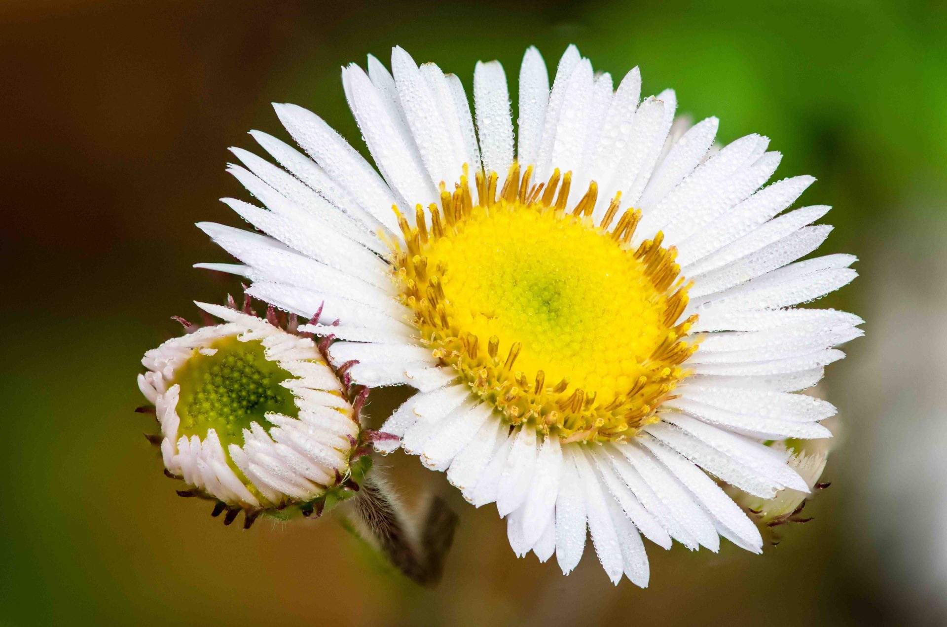 Flowering plant, Macro photography, Flower, Petal, Yellow, Green, Close-up, Pollen