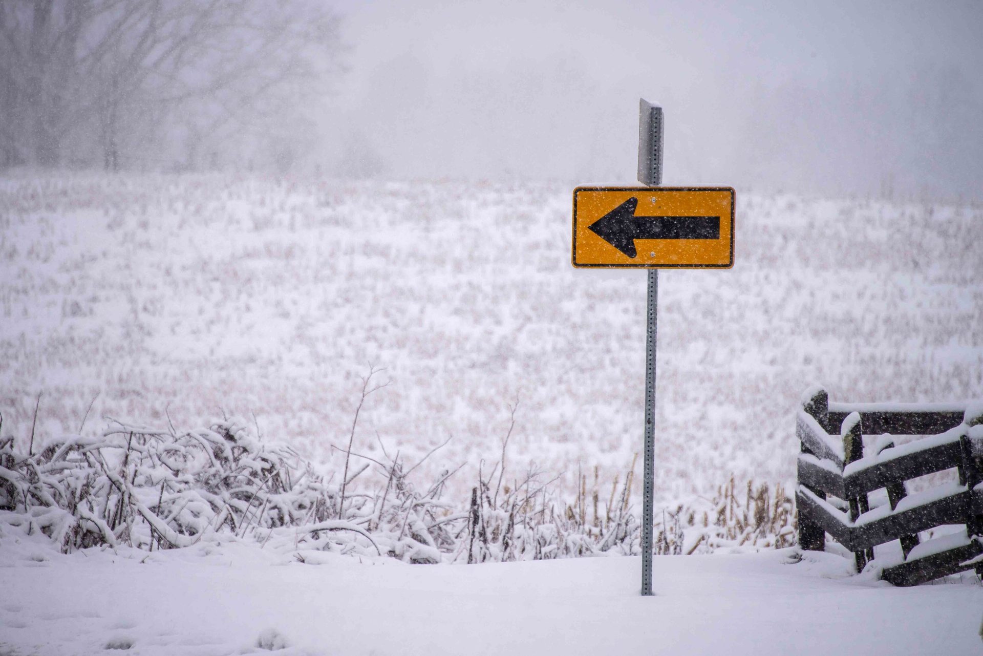 Snow, Winter, Wood, Branch, Freezing, Frost, Twig, Morning, Sign