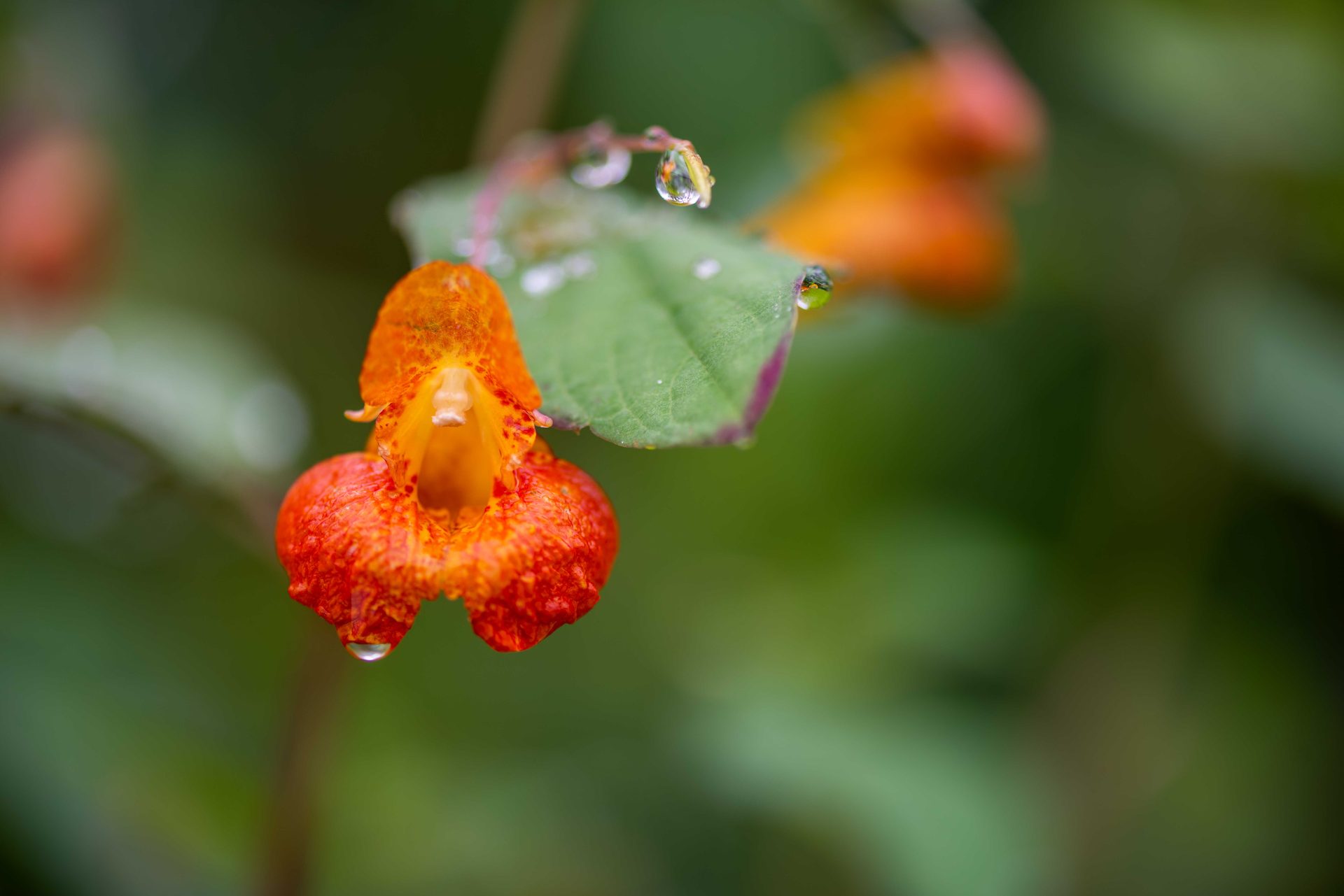 Flowering plant, Flower, Yellow, Petal, Close-up, Orange