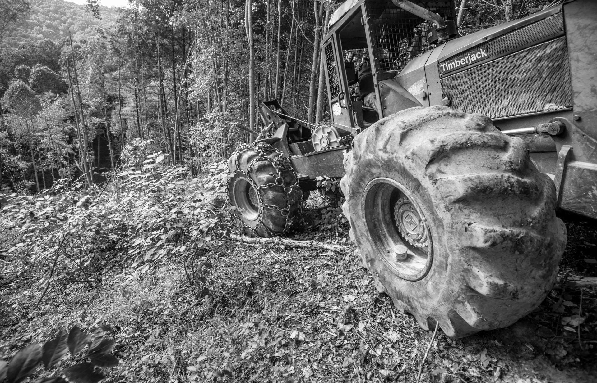 Forest, Woodland, Machine, Tractor