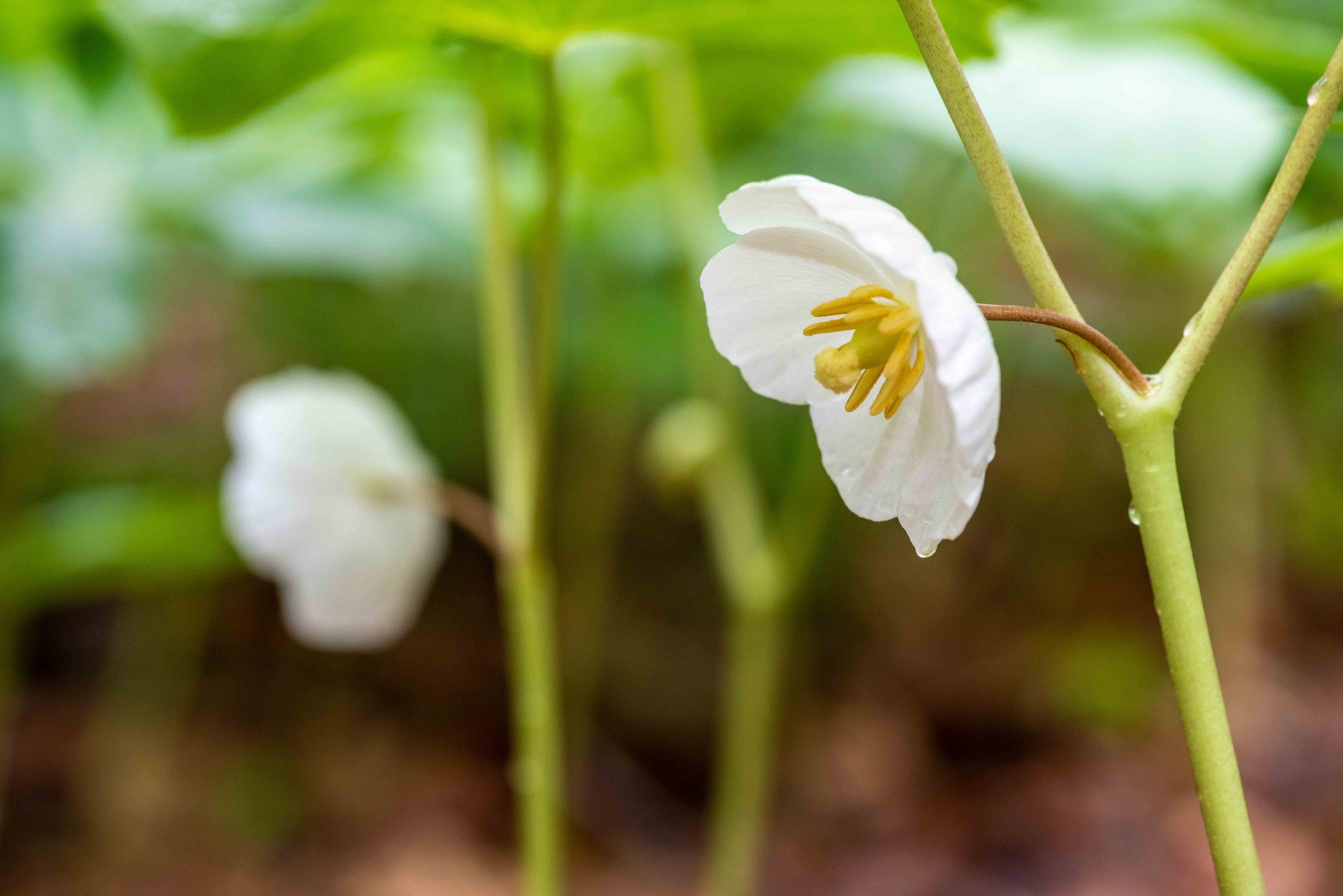 Flowering plant, Flower, Plants, Yellow, Petal