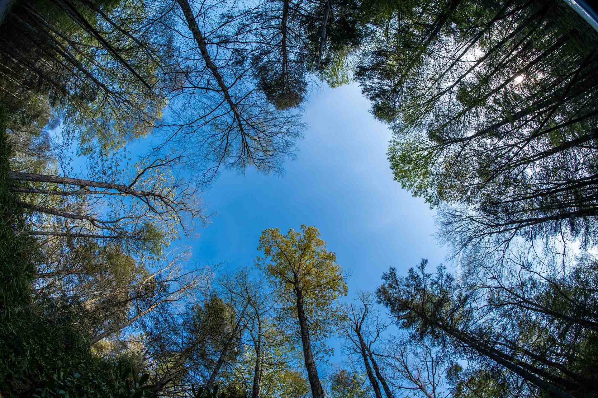 Natural environment, Blue, Daytime, Branch, Nature, Leaf, Vegetation, Forest, Trunk, Twig