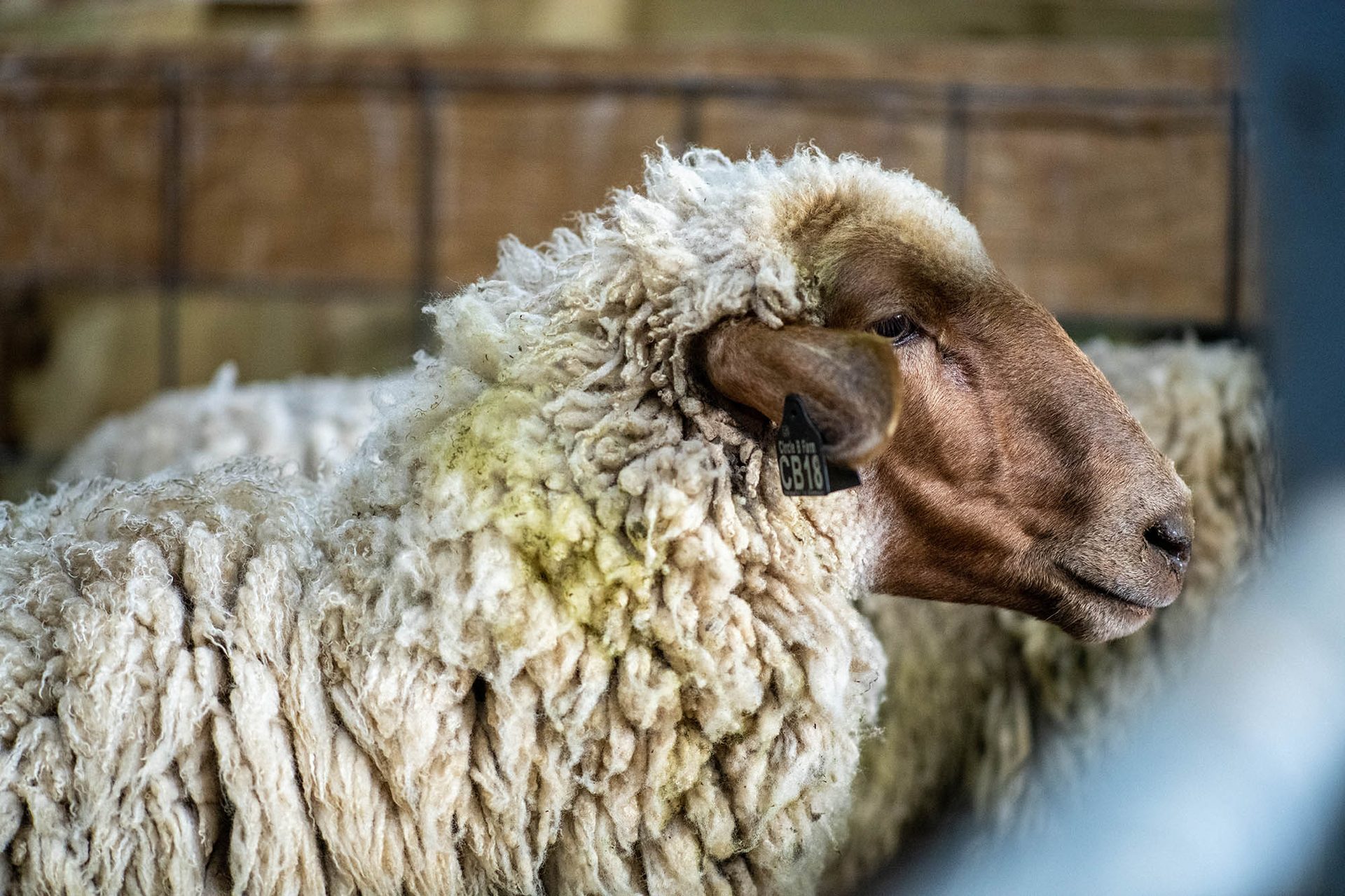 Terrestrial animal, Sheep, Snout, Ovis, Close-up, Fur, Wool, Grey