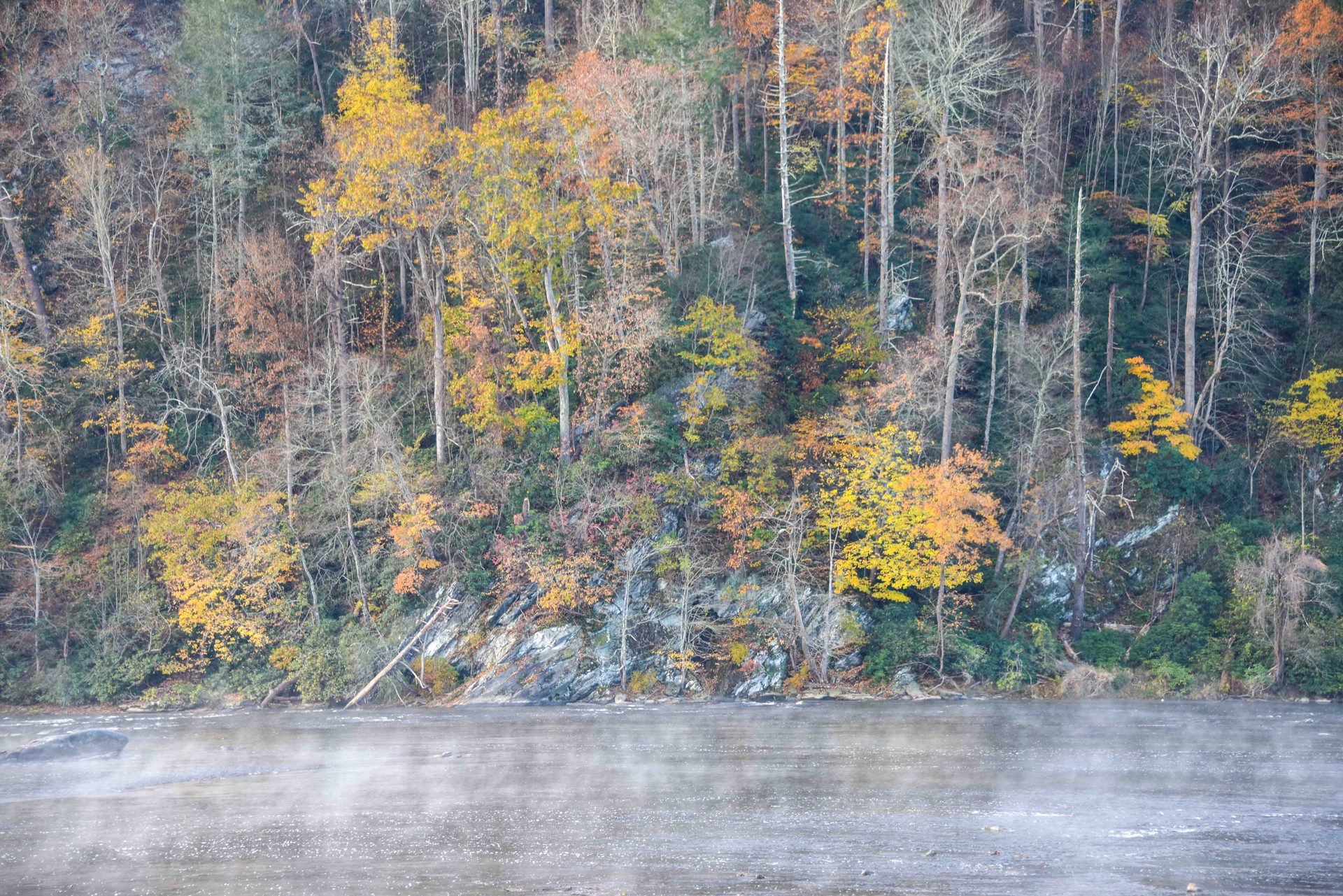 Temperate broadleaf and mixed forest, Leaf, Nature, Yellow, Vegetation, Autumn, Bank, Trunk