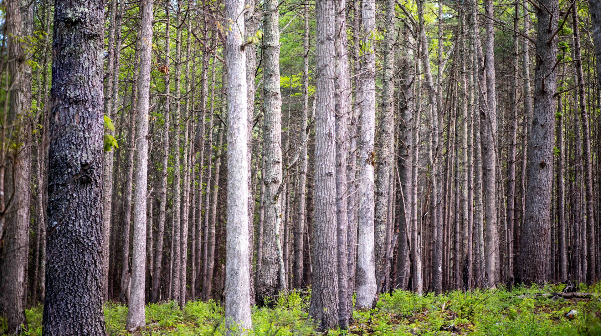 Northern hardwood forest, Natural environment, Spruce-fir forests, Plant community, Wood, Grove, Trunk, Woodland, Wilderness