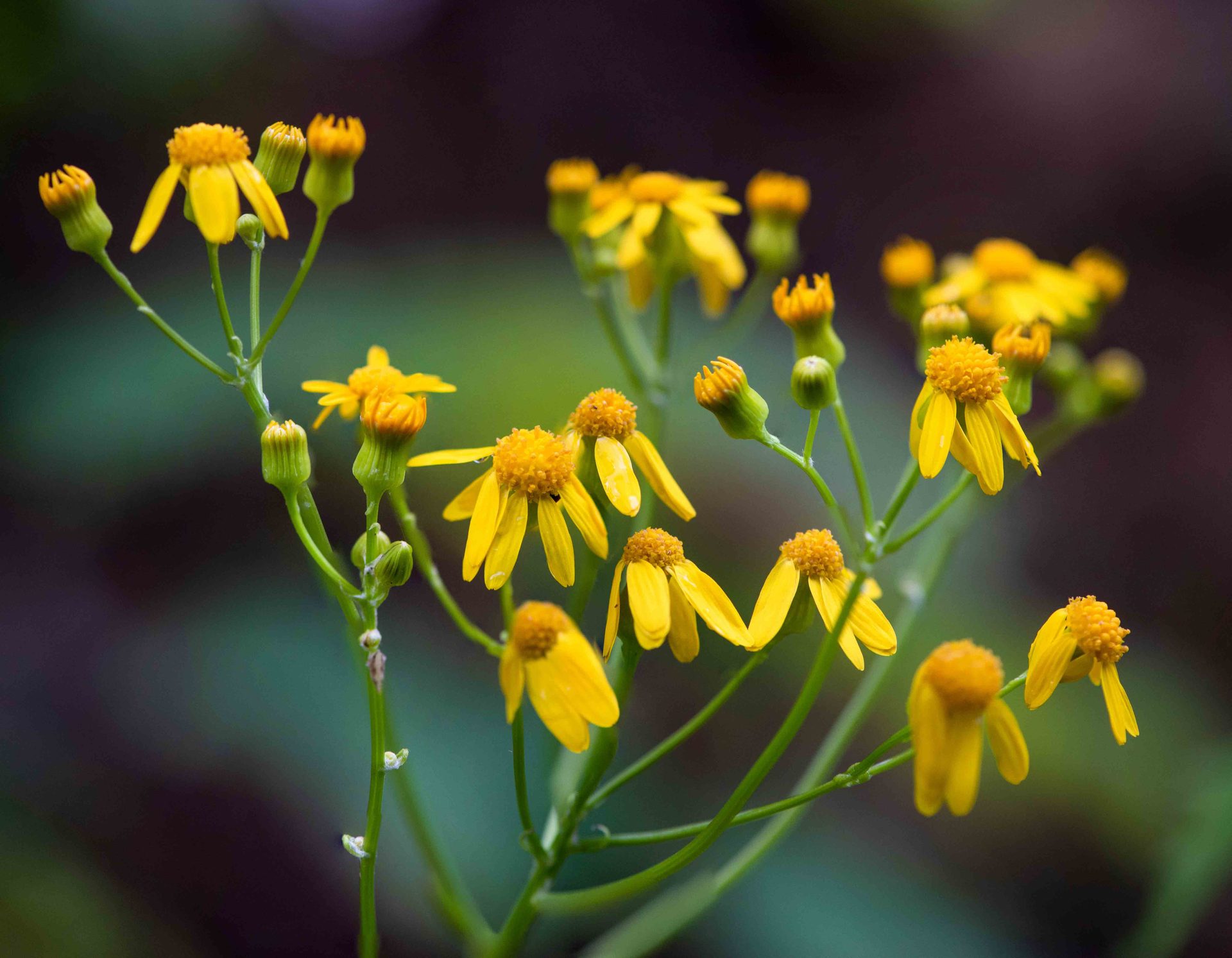Flowering plant, Flower, Petal, Yellow, Green, Plants, Close-up, Pollen, Wildflower