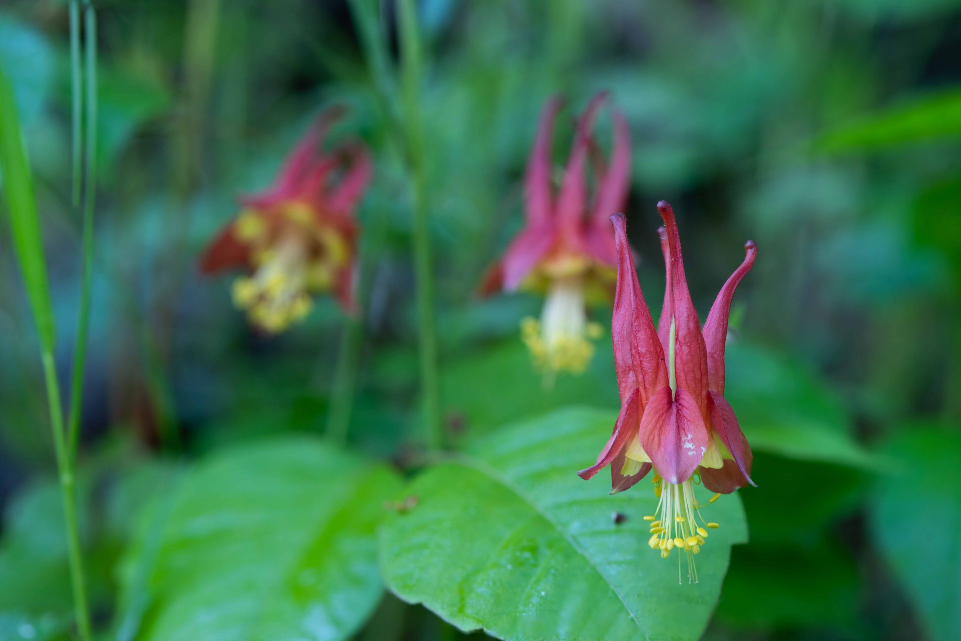 Flower, Petal, Close-up, Pedicel