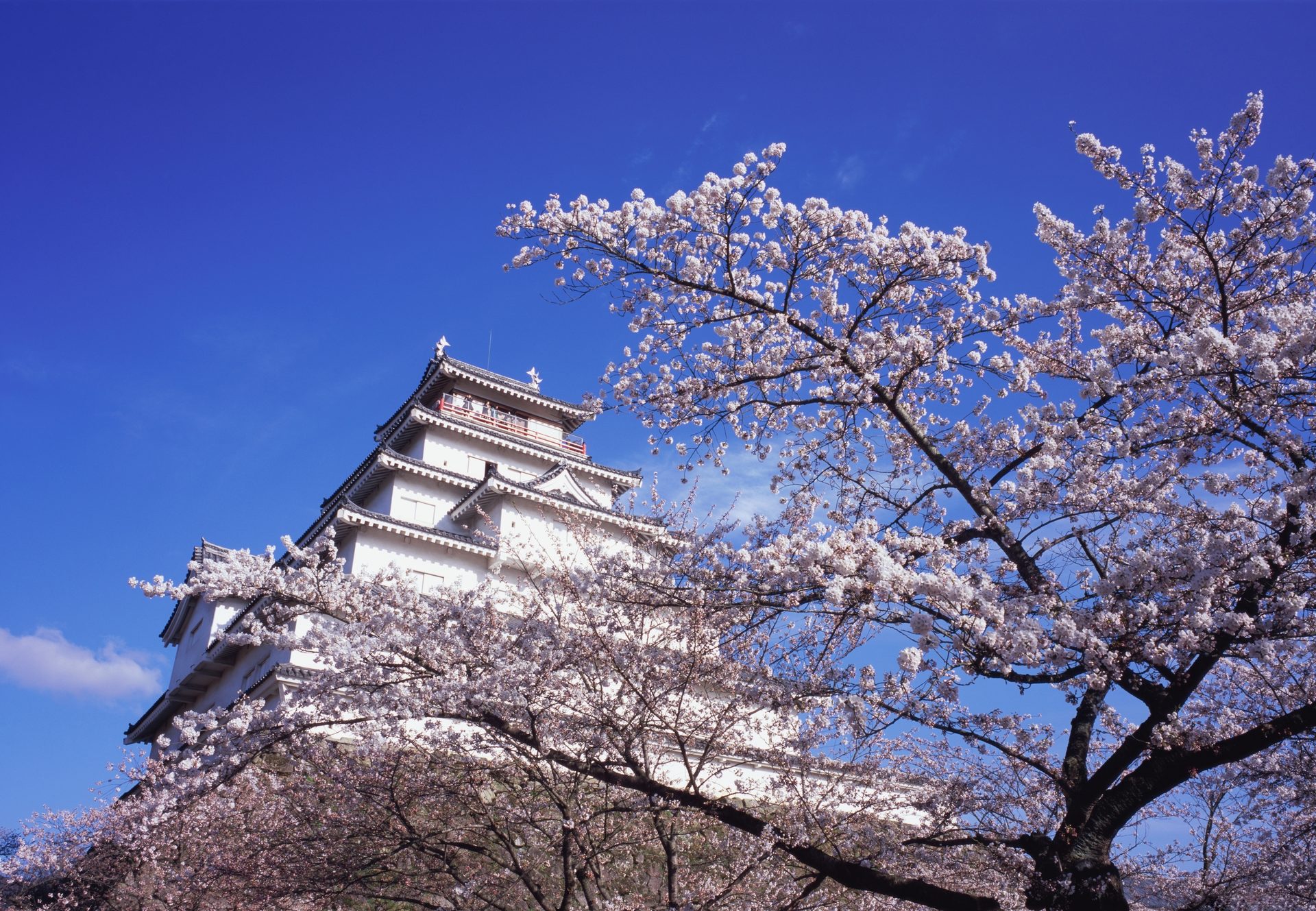 Sky, Flower, Plant, Building, Tree, Branch, Twig, Cloud