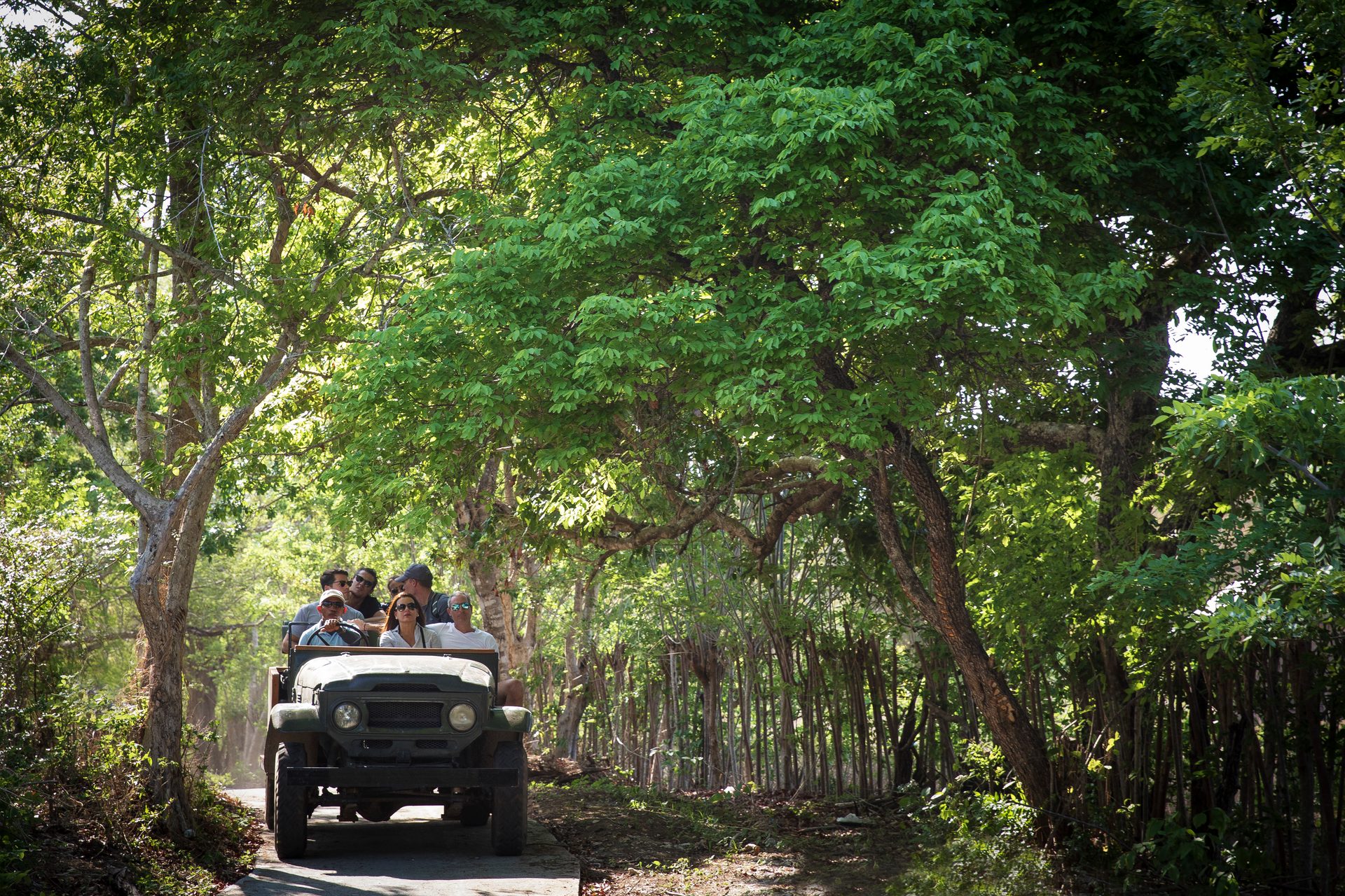 Automotive tire, Motor vehicle, Natural landscape, Woody plant, Wheel, Tree, Car