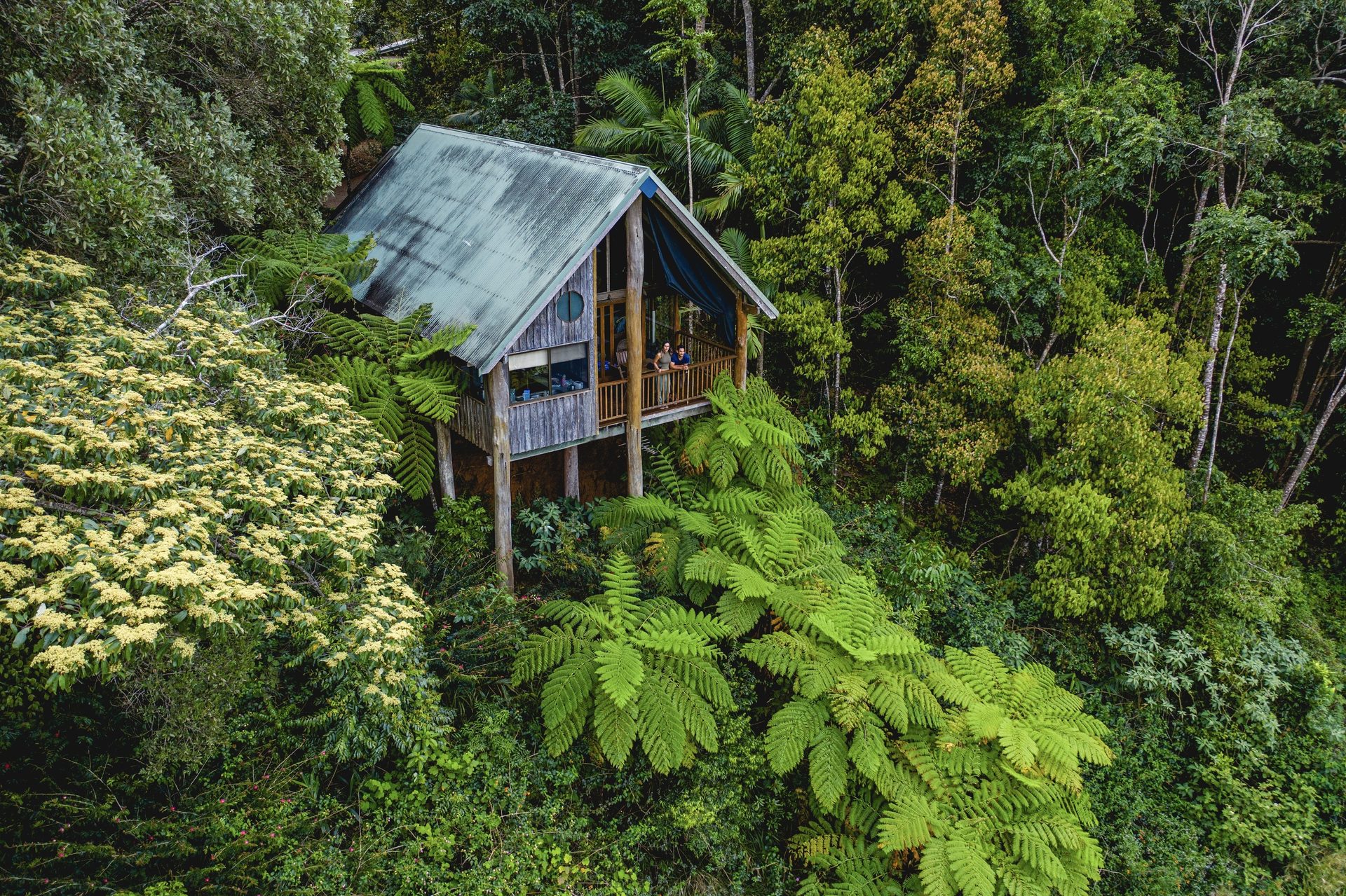 Plant community, Natural environment, Wood, Tree