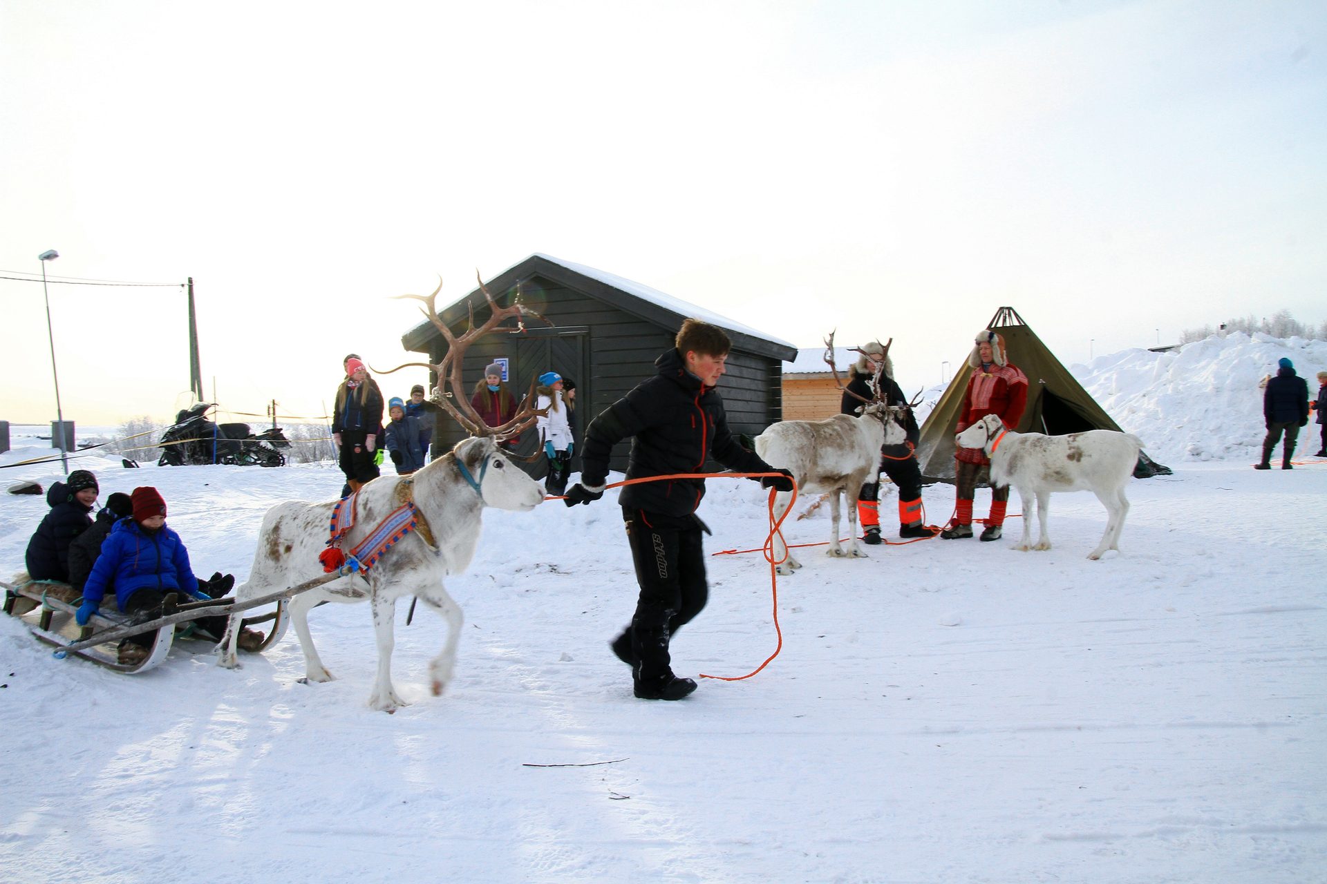 Dog sled, Winter sport, Snow, Sky, Carnivore